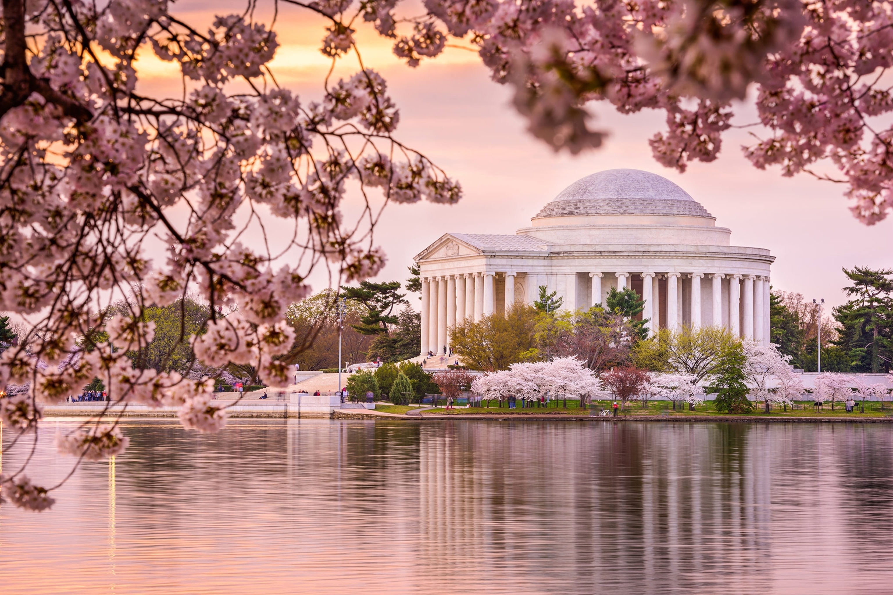 cherry blossoms at the Tidal Basin and Jefferson Memorial during spring in Washington, DC