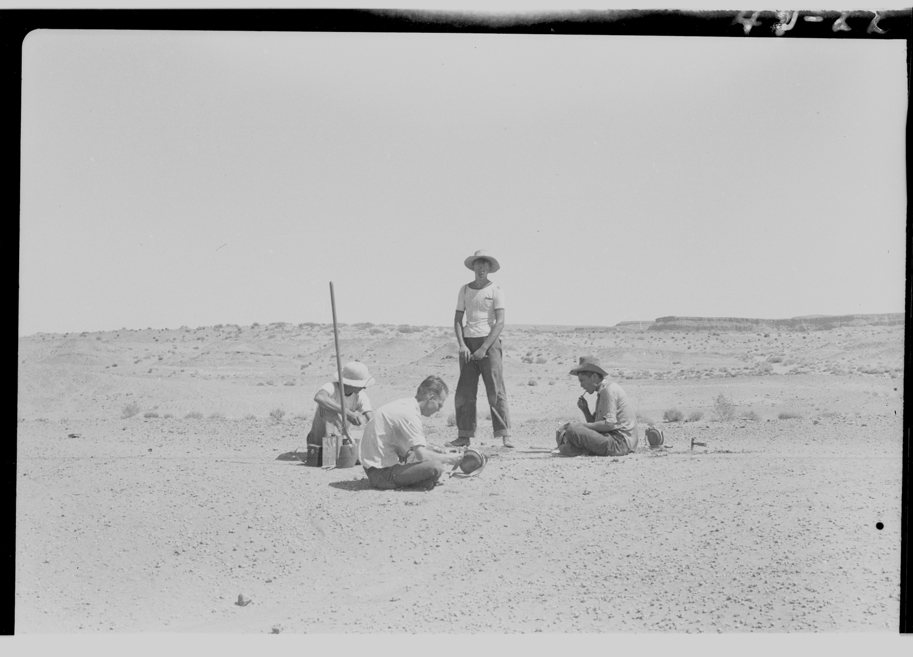dilophsorus fieldwork