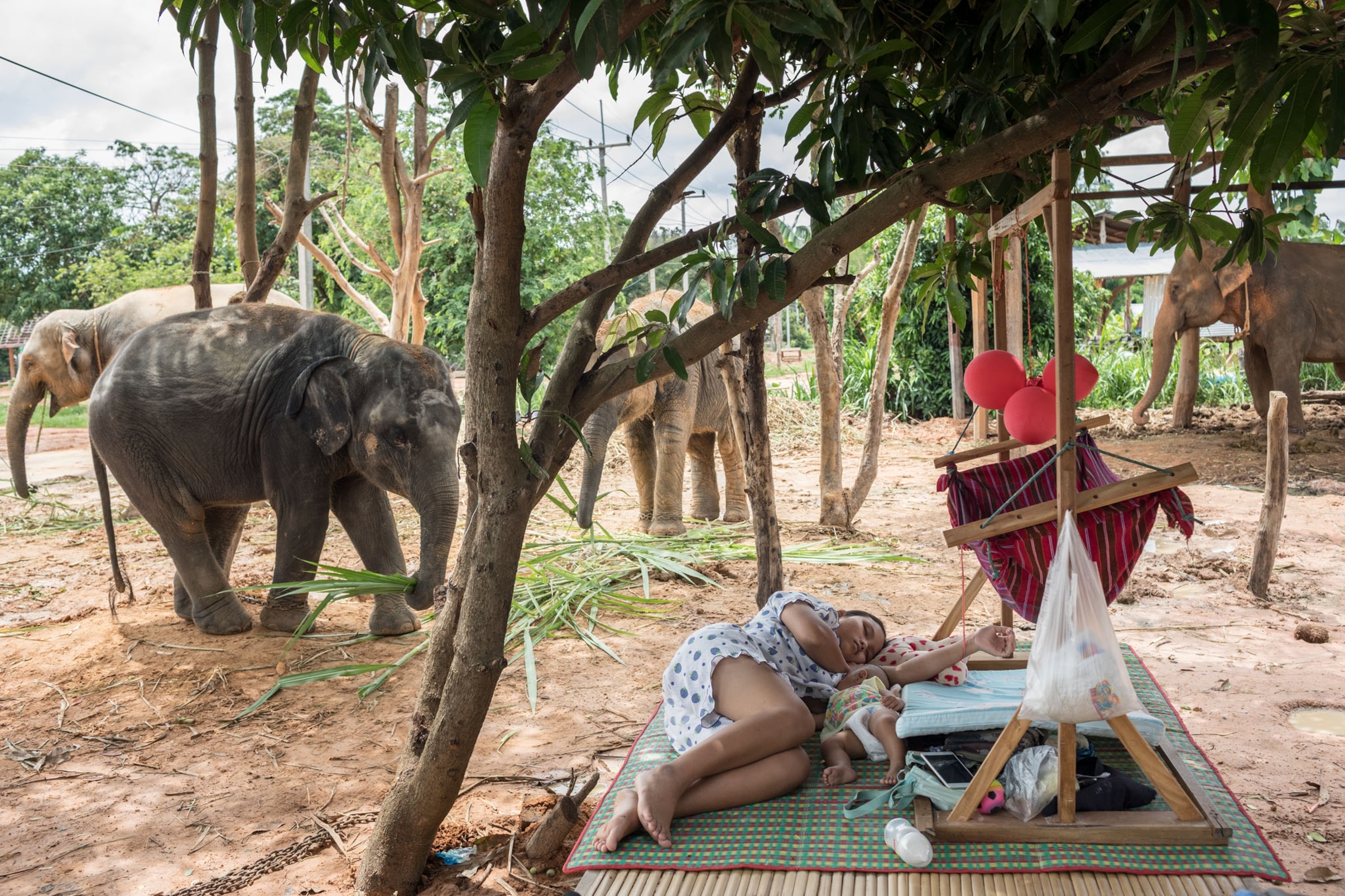 elephants in a backyard while a mother and child sleep nearby