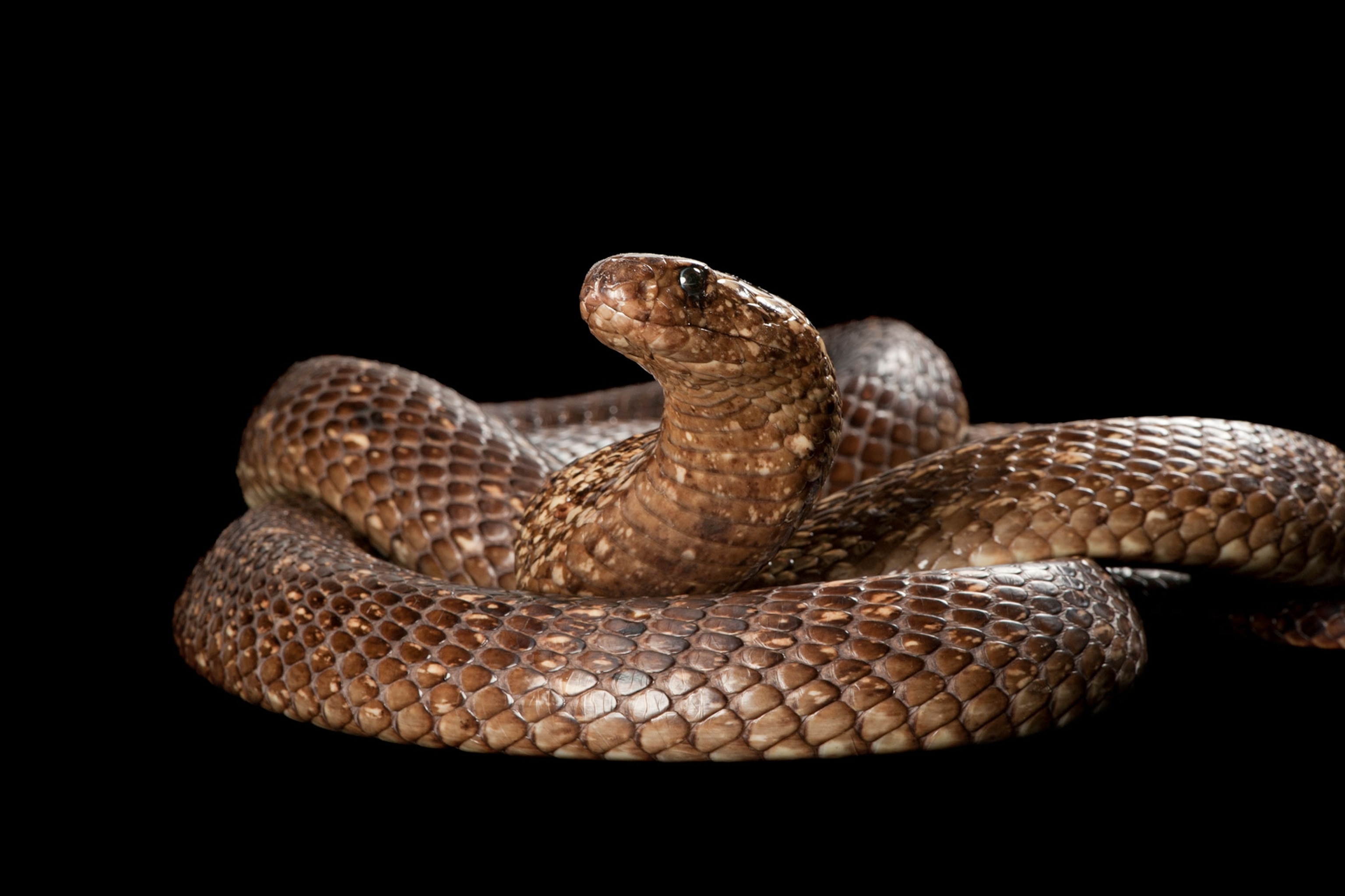 a cape cobra