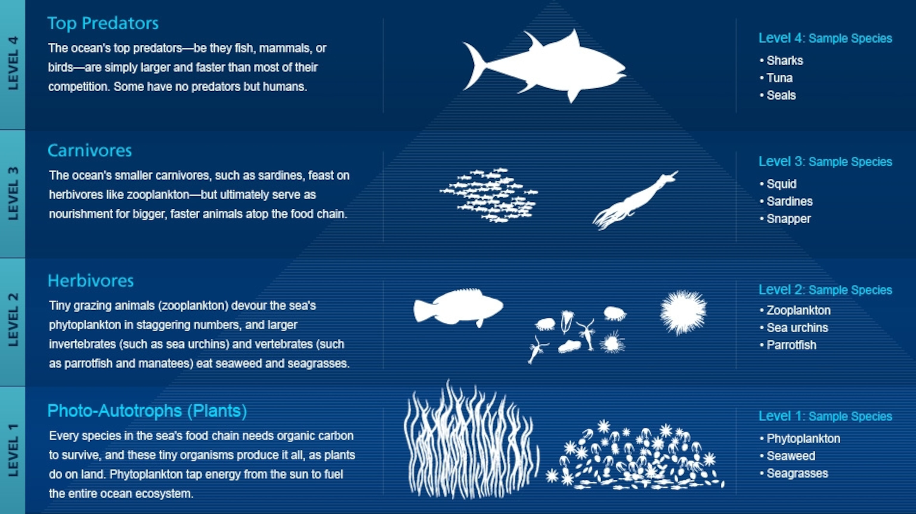 Image: Marine food chain