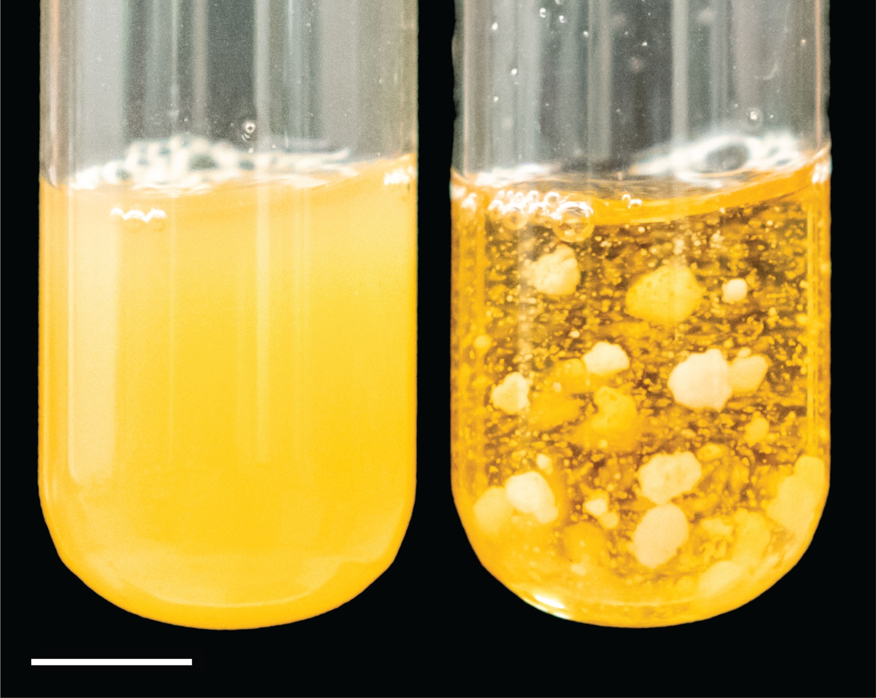 The experiment’s ancestral yeast clusters (left) were small enough to stay suspended in liquid with ease. But after 600 days of evolution, researchers watched much bigger clusters form (right).
