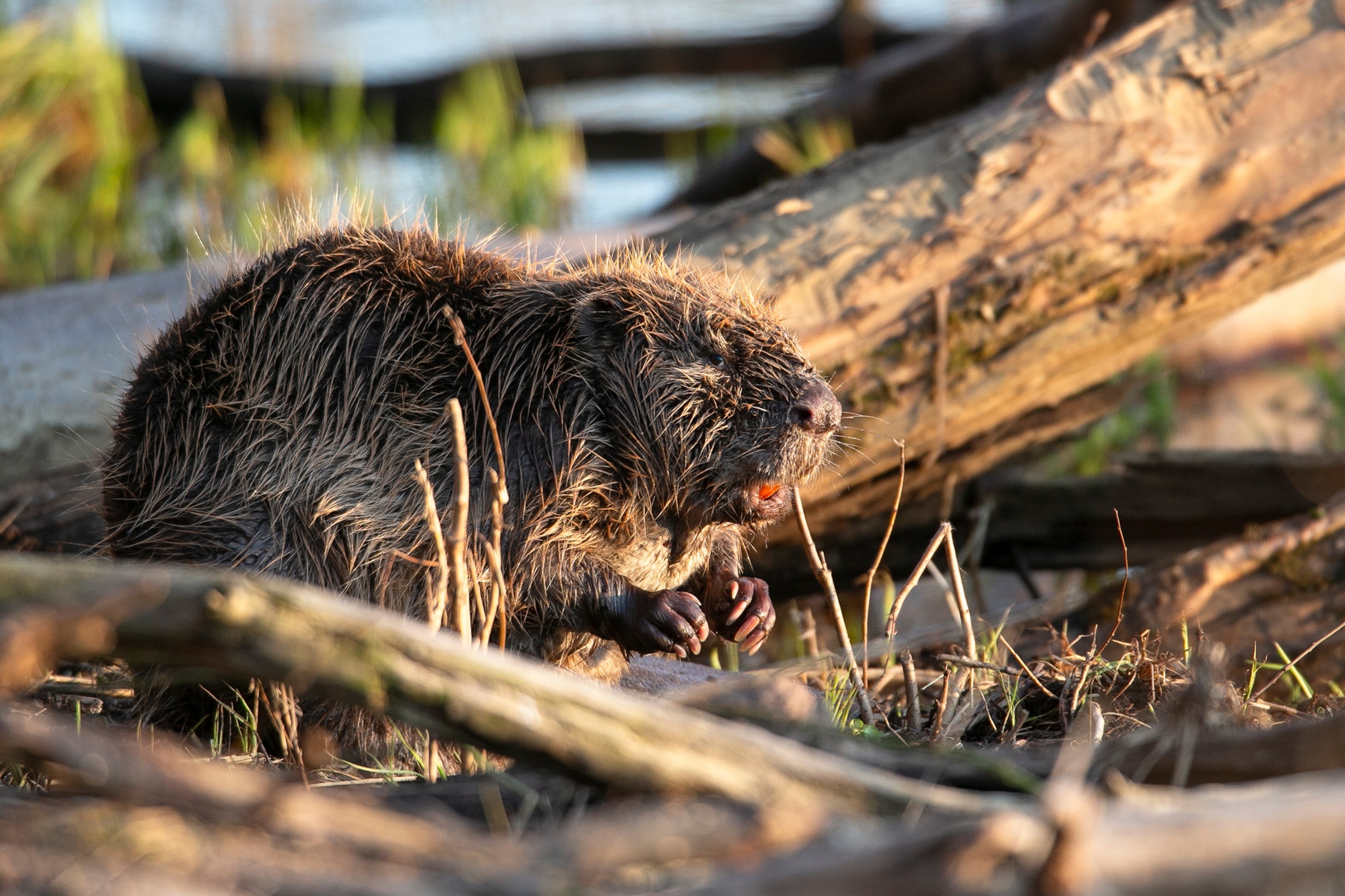 A beaver is illuminated by golden light while standing in front of short twigs.