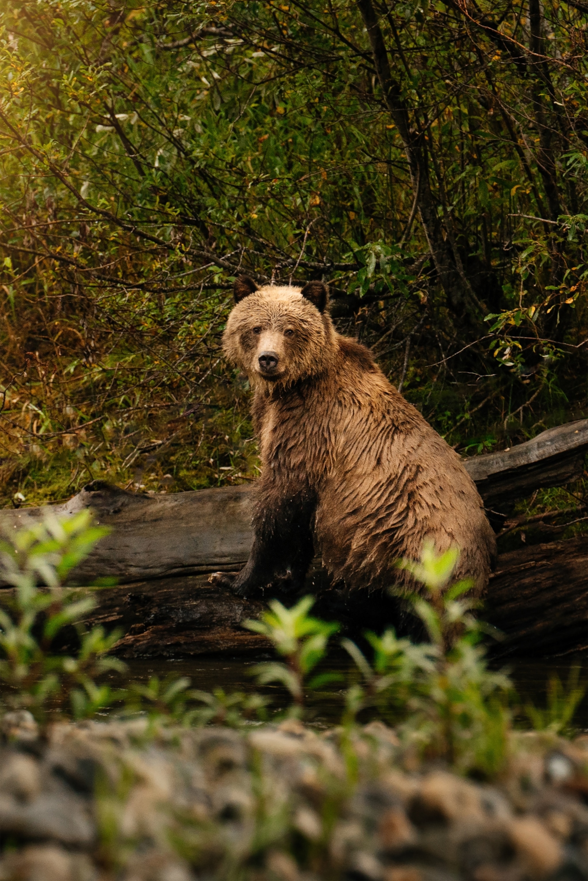 A young Grizzly Bear standing on the shores of the Atnarko River, curiously looking up