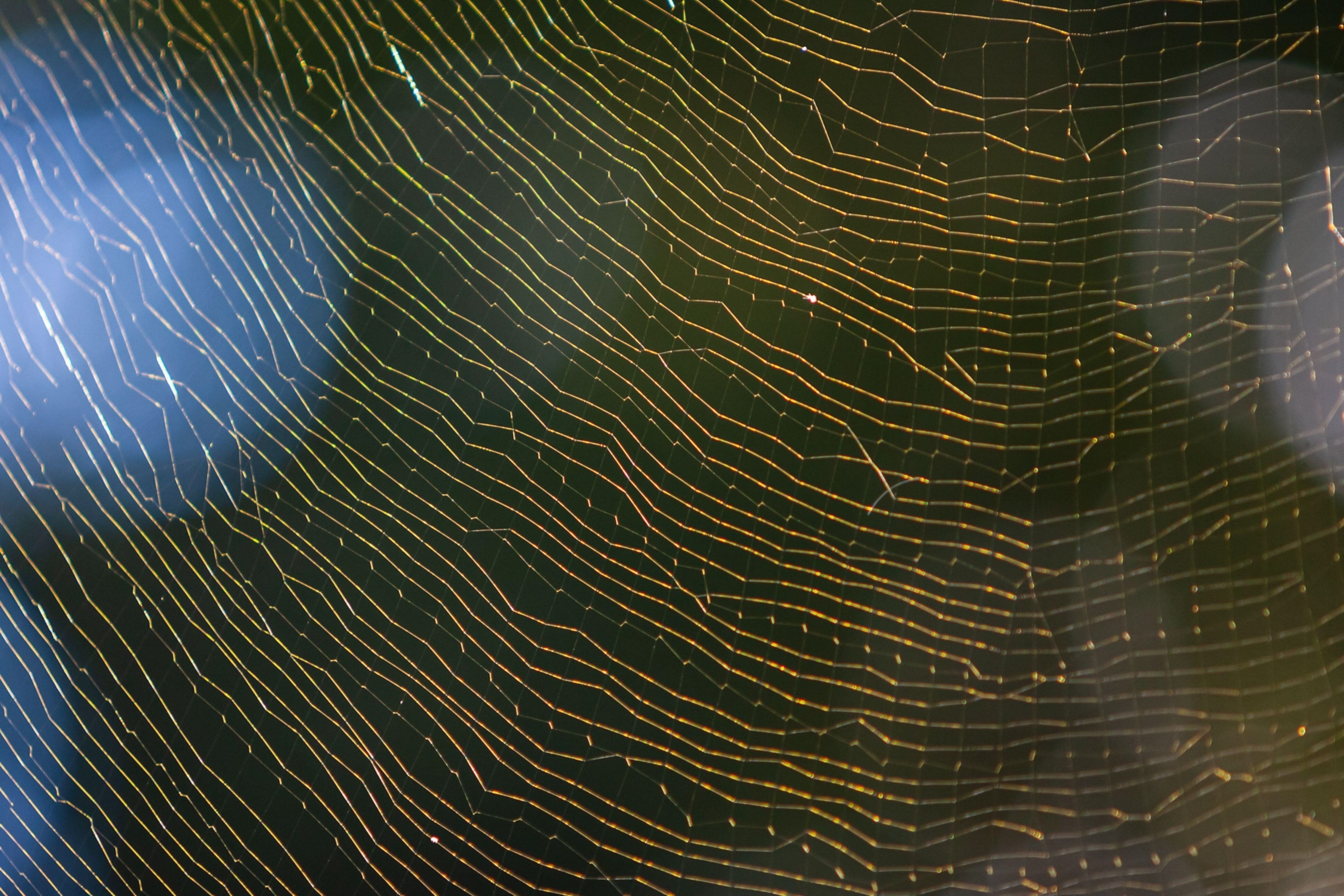 A massive Joro spider web glistens in backlight sunshine in a Georgia backyard.
