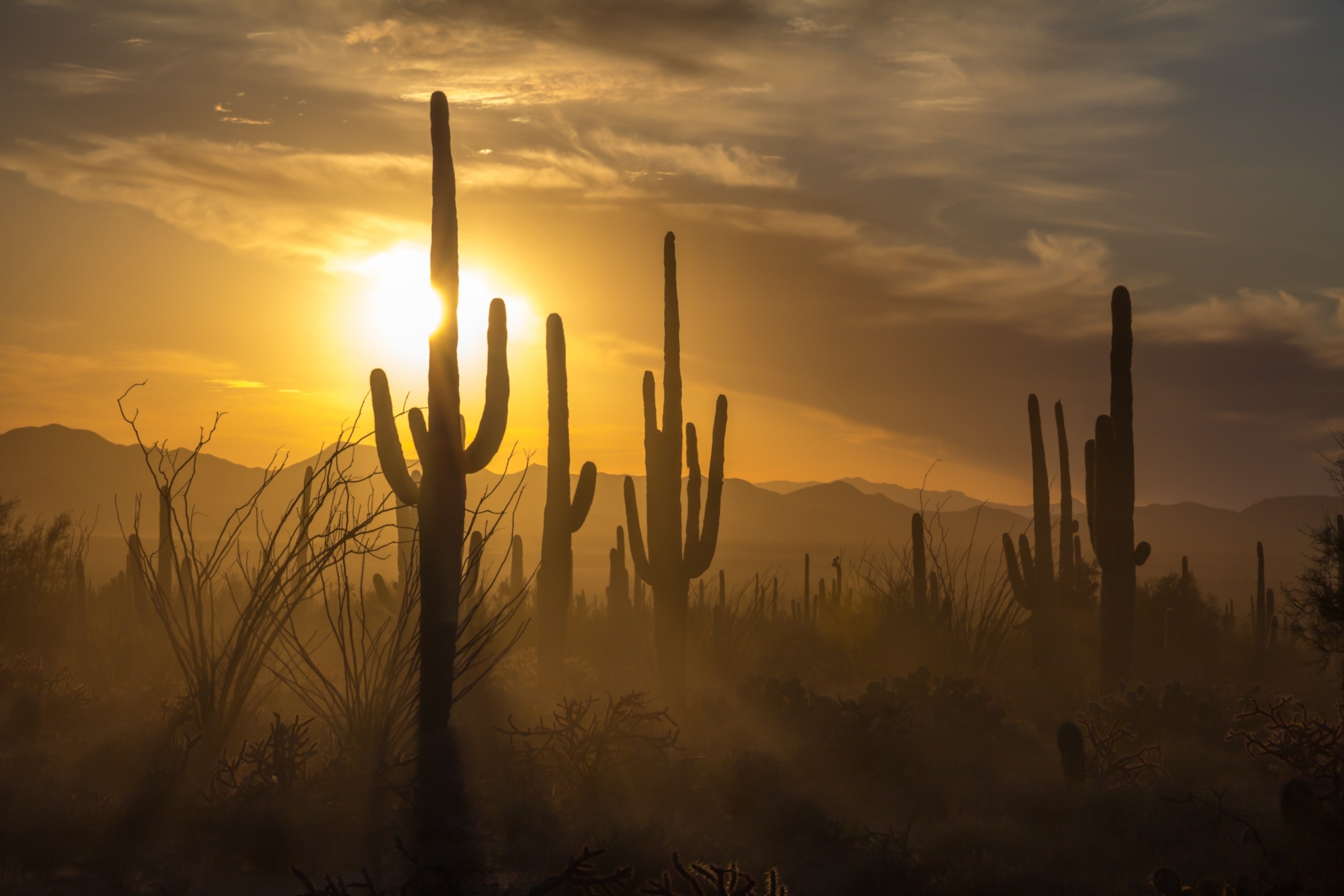 Saguaro Cactus near Tucson, silhouetted against a golden sunset