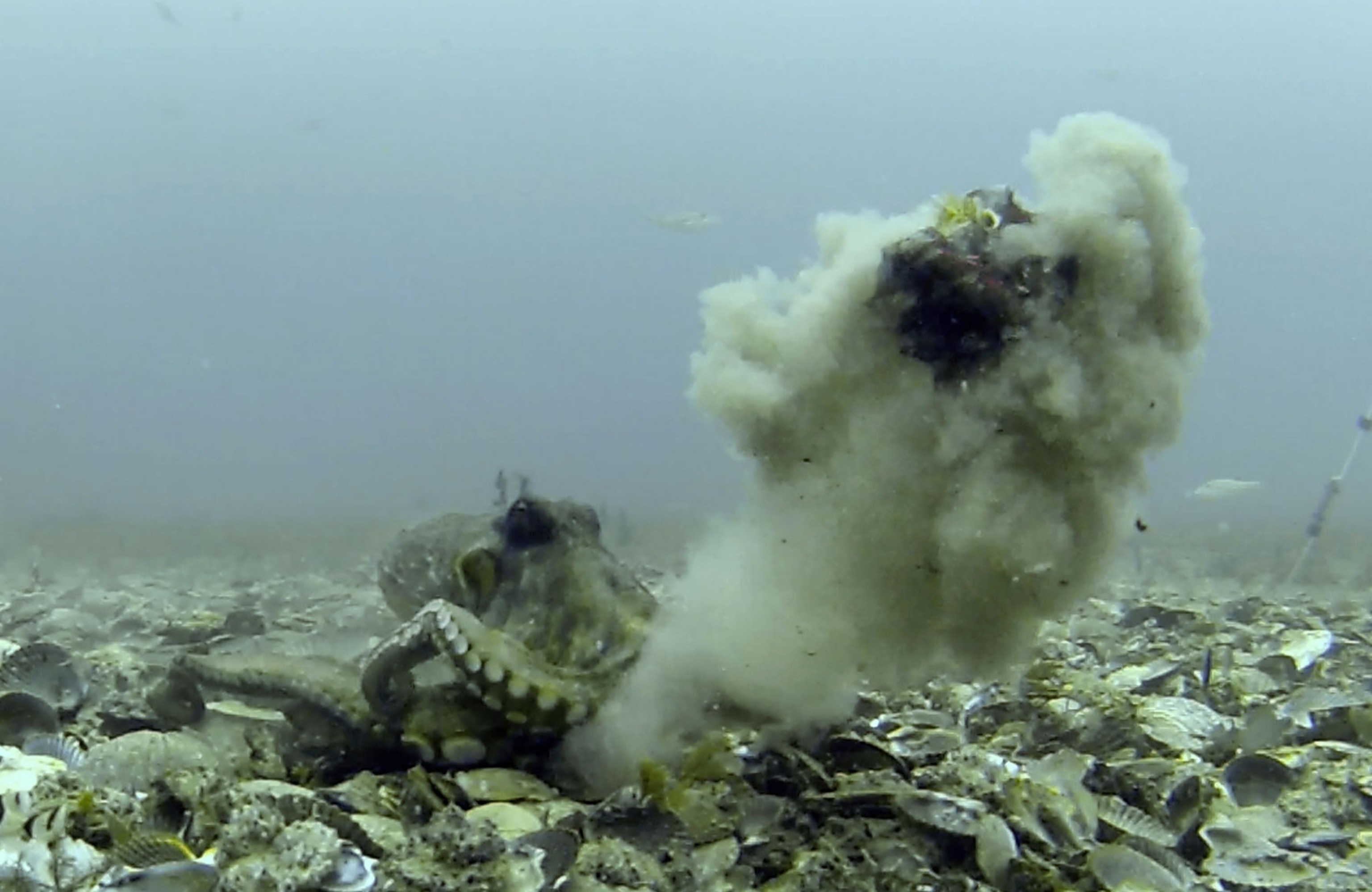 octopus throwing a cloud of silt at other octopus