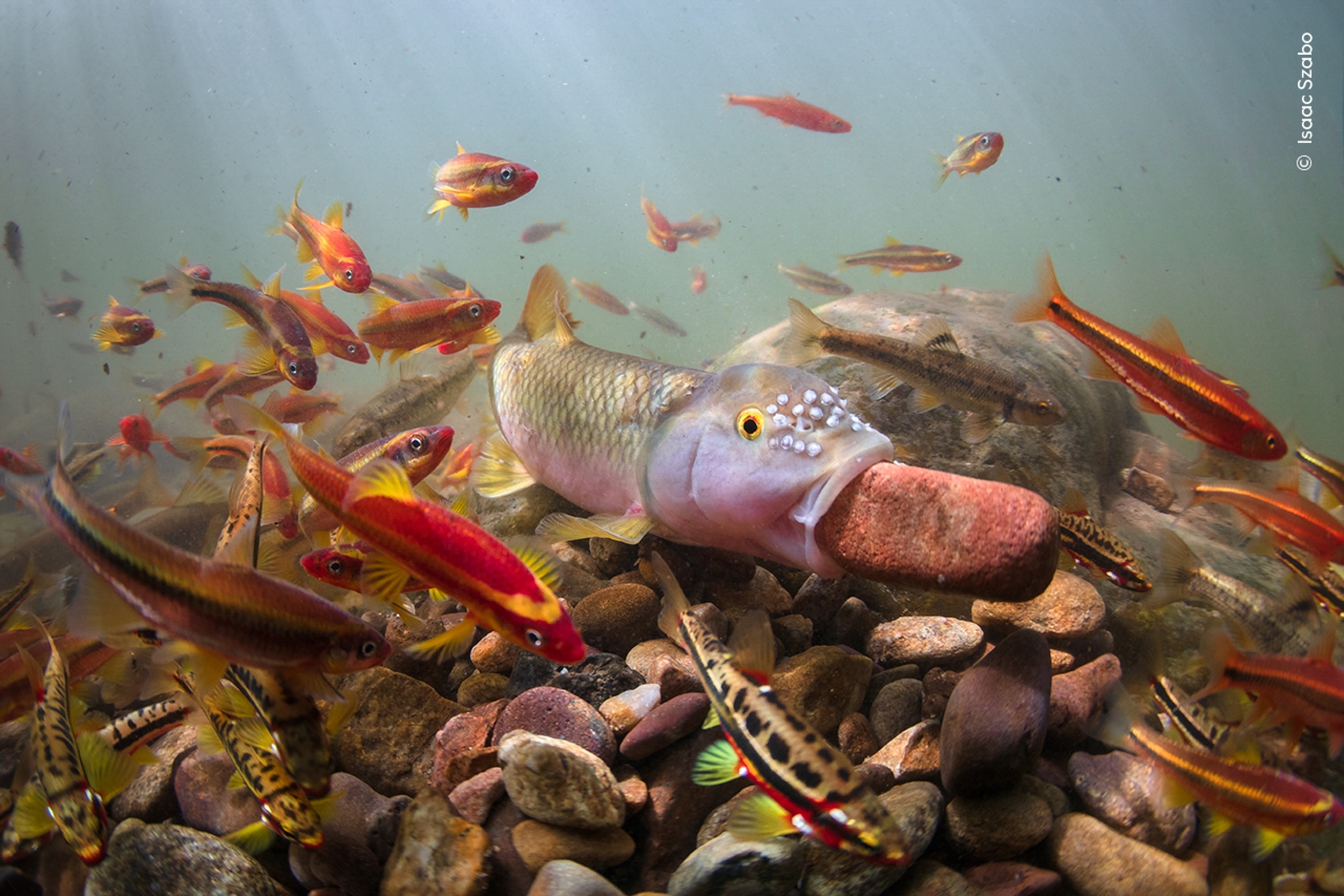 A chub underwater, surrounded by a school of smaller red fish, is carrying a rectangular pebble in its mouth.