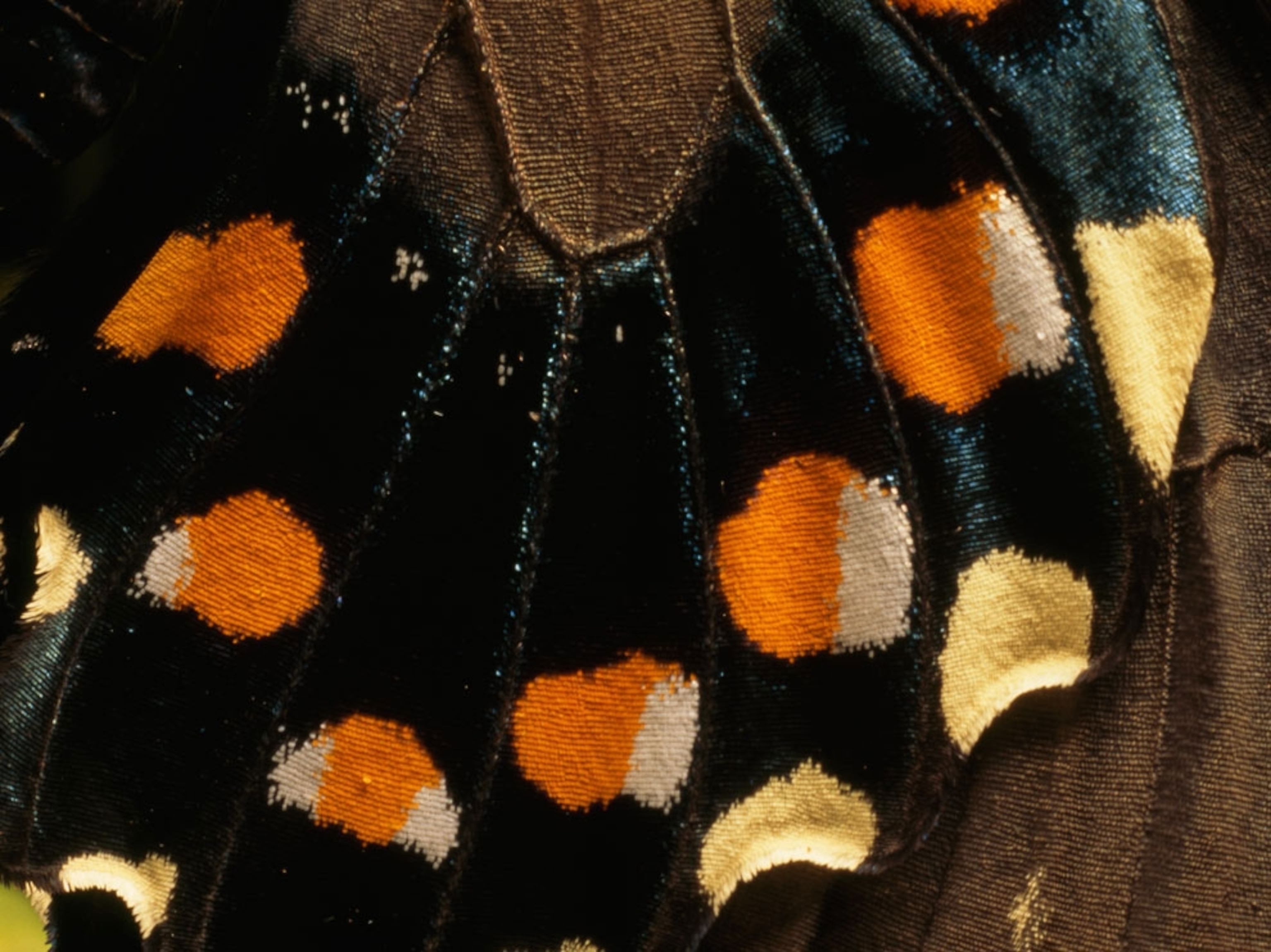 Close-up of the dotted wing of a butterfly