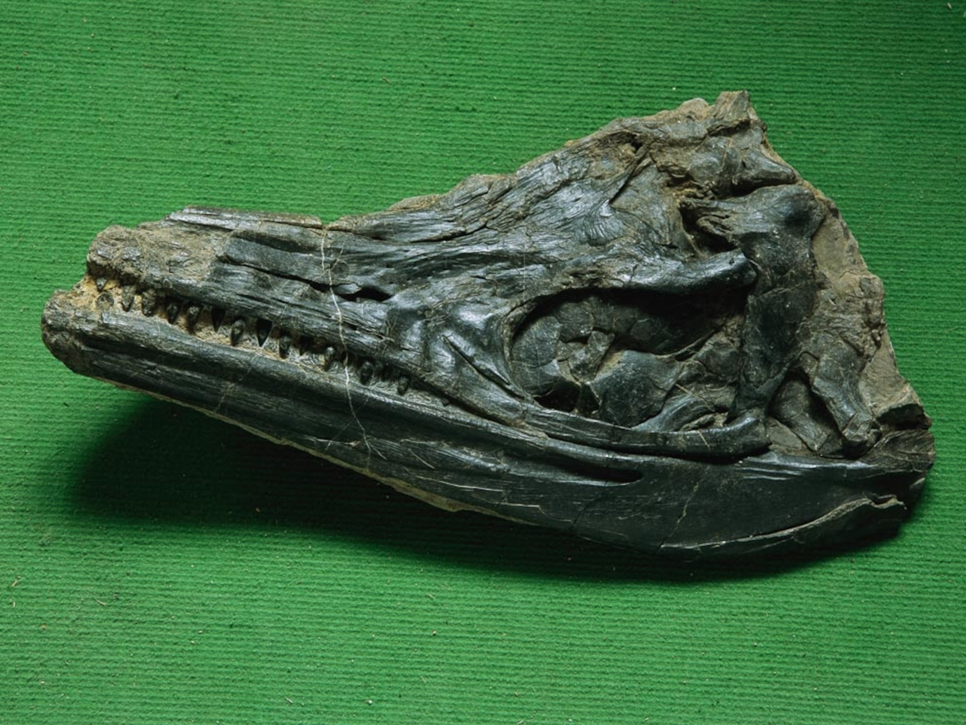 Early ichthyosaur fossil