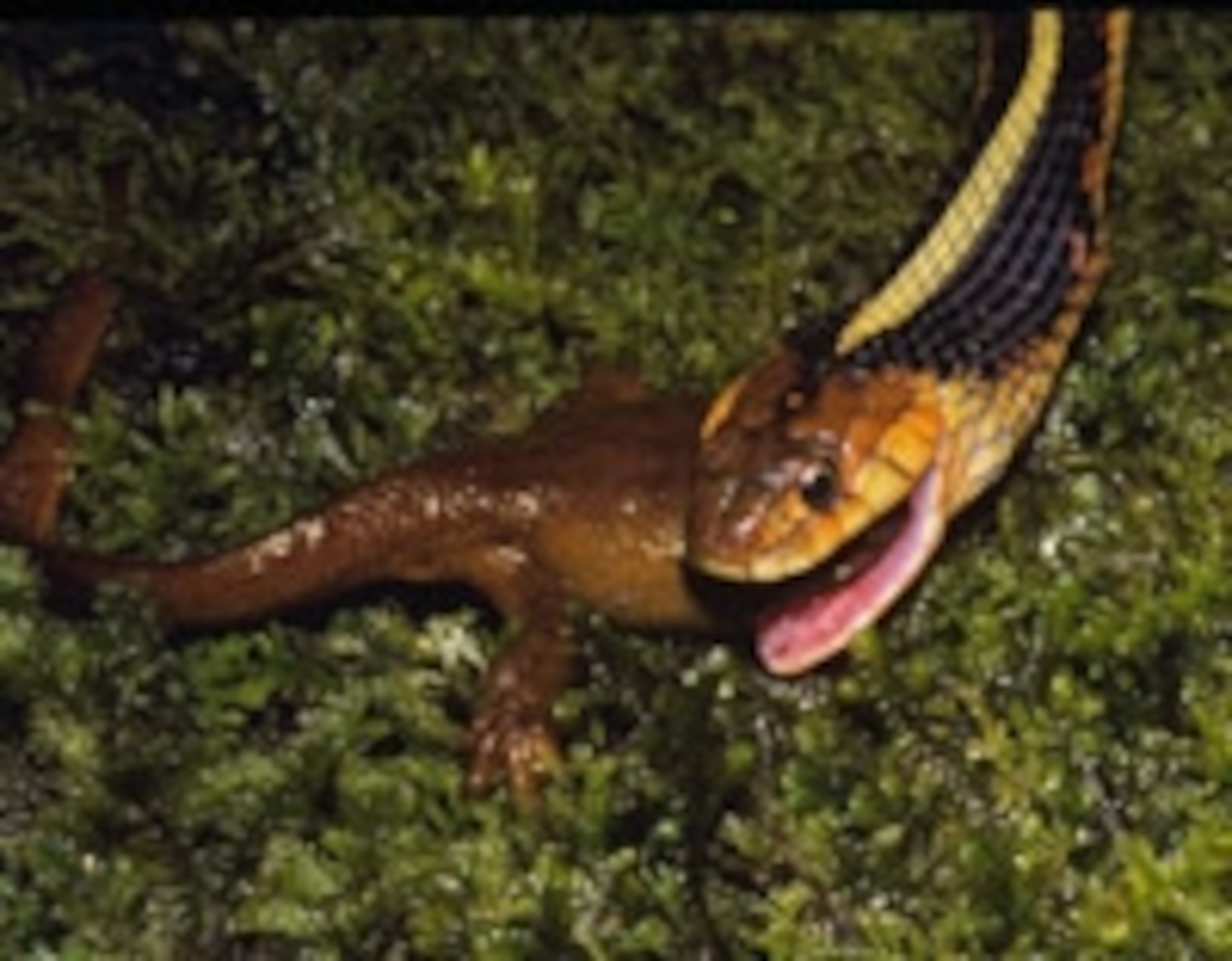 Garter-snake-and-newt.jpg