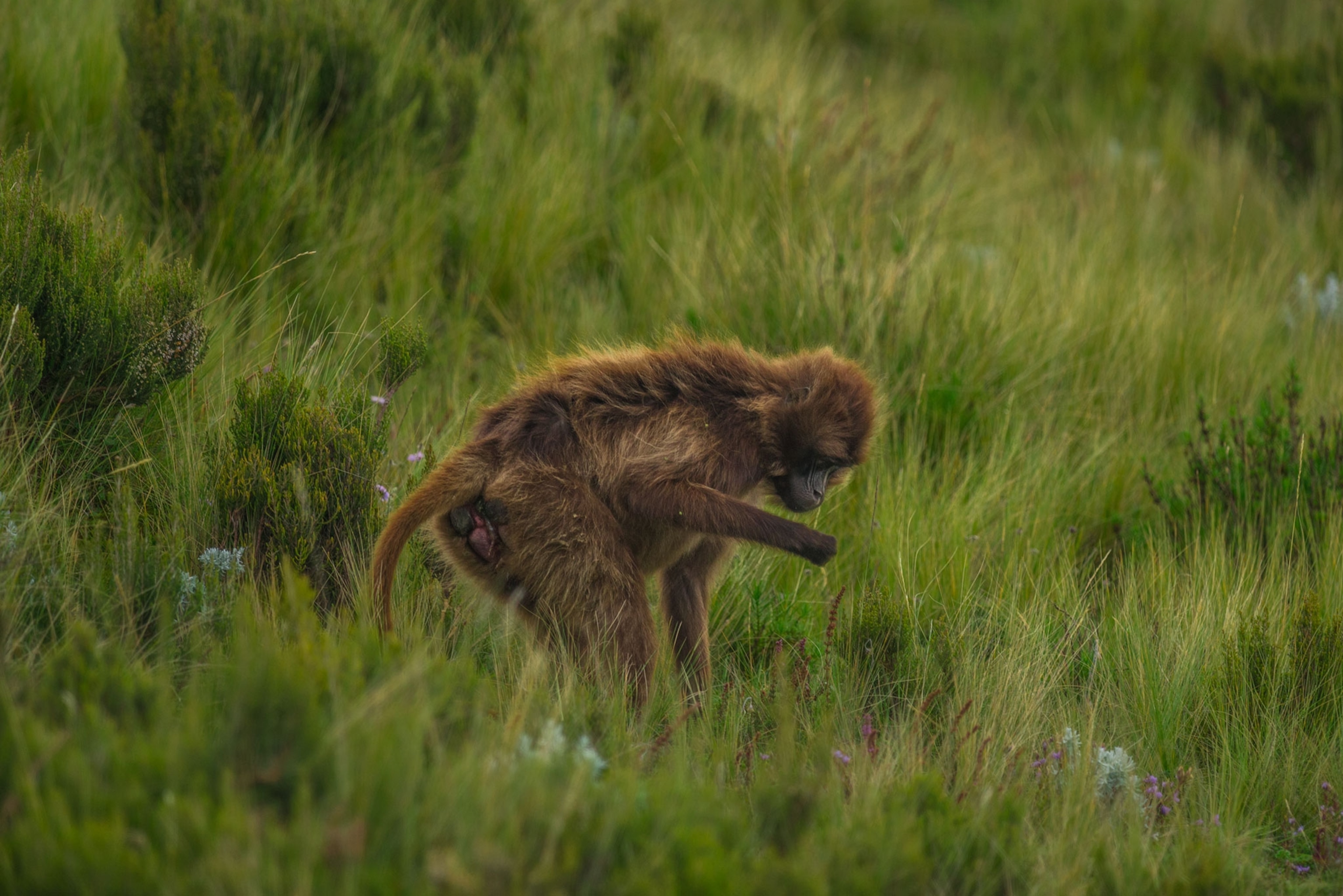 a gelada baboon giving birth