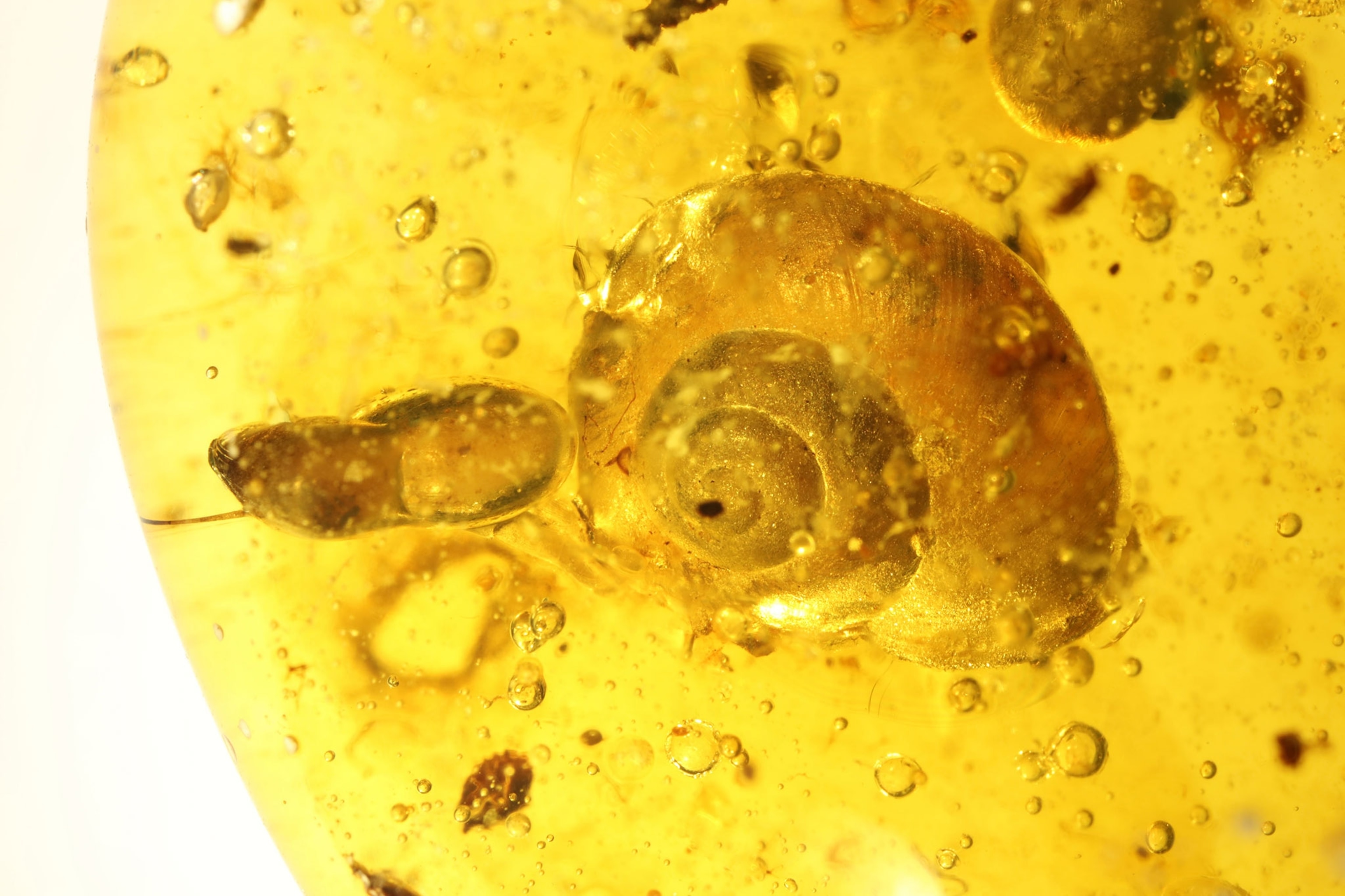 a snail preserved in amber.