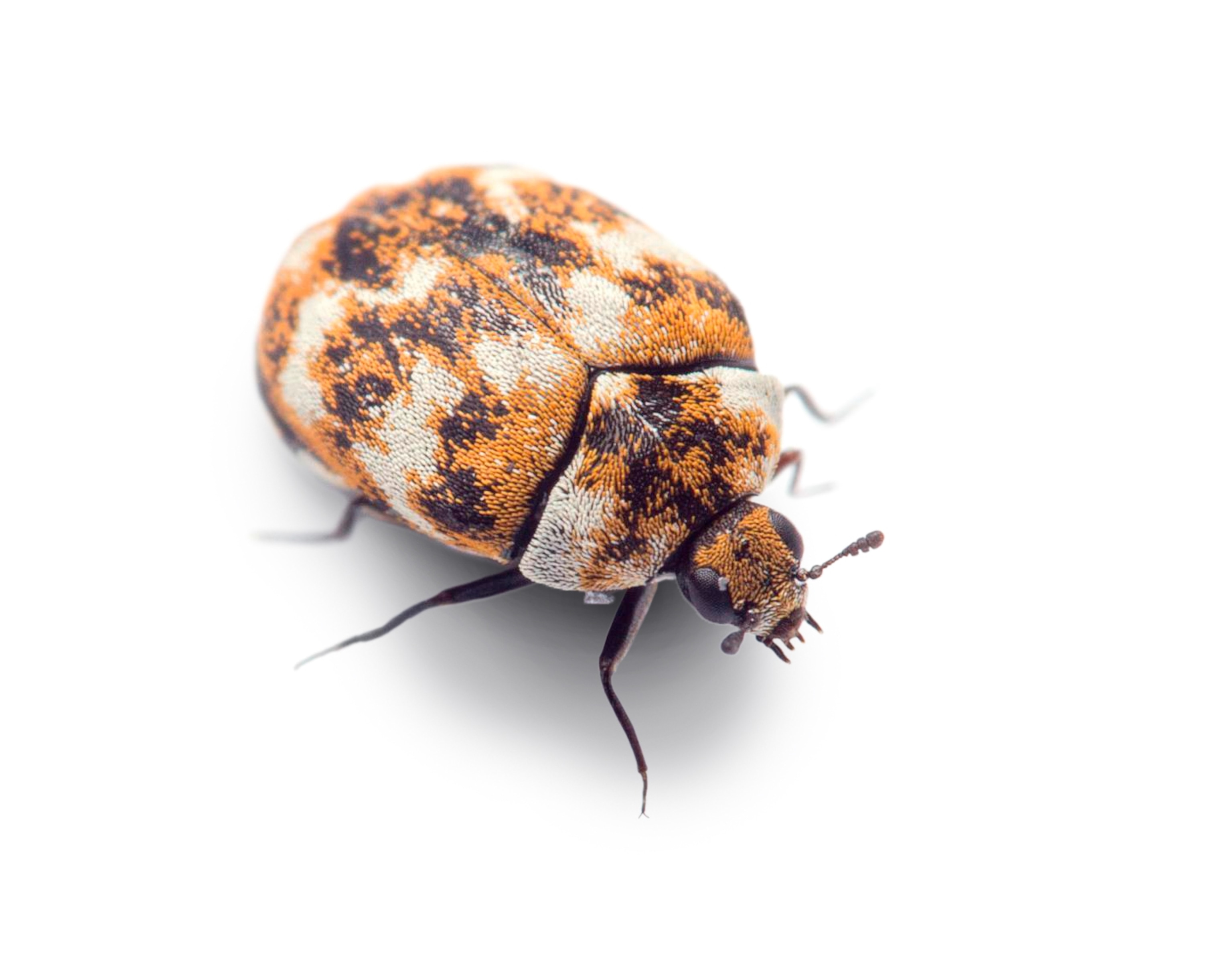 a carpet beetle with a brown and white patchy appearance