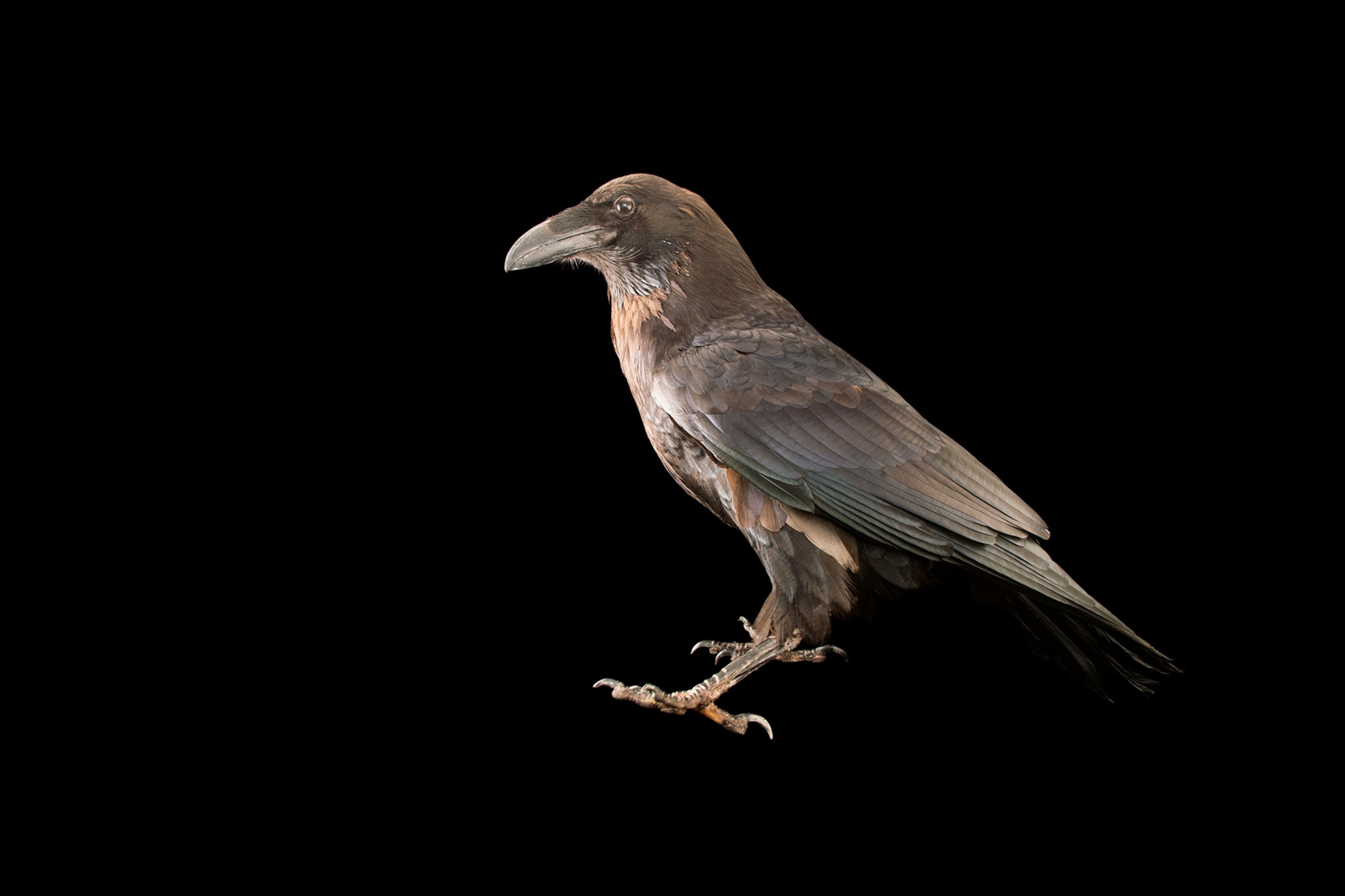 a common raven
