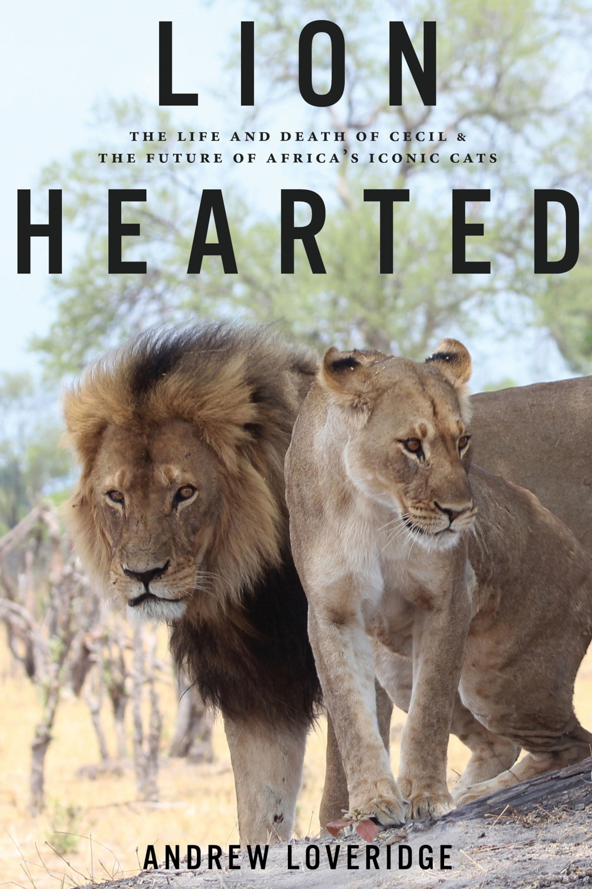 the cover of Lion Hearted