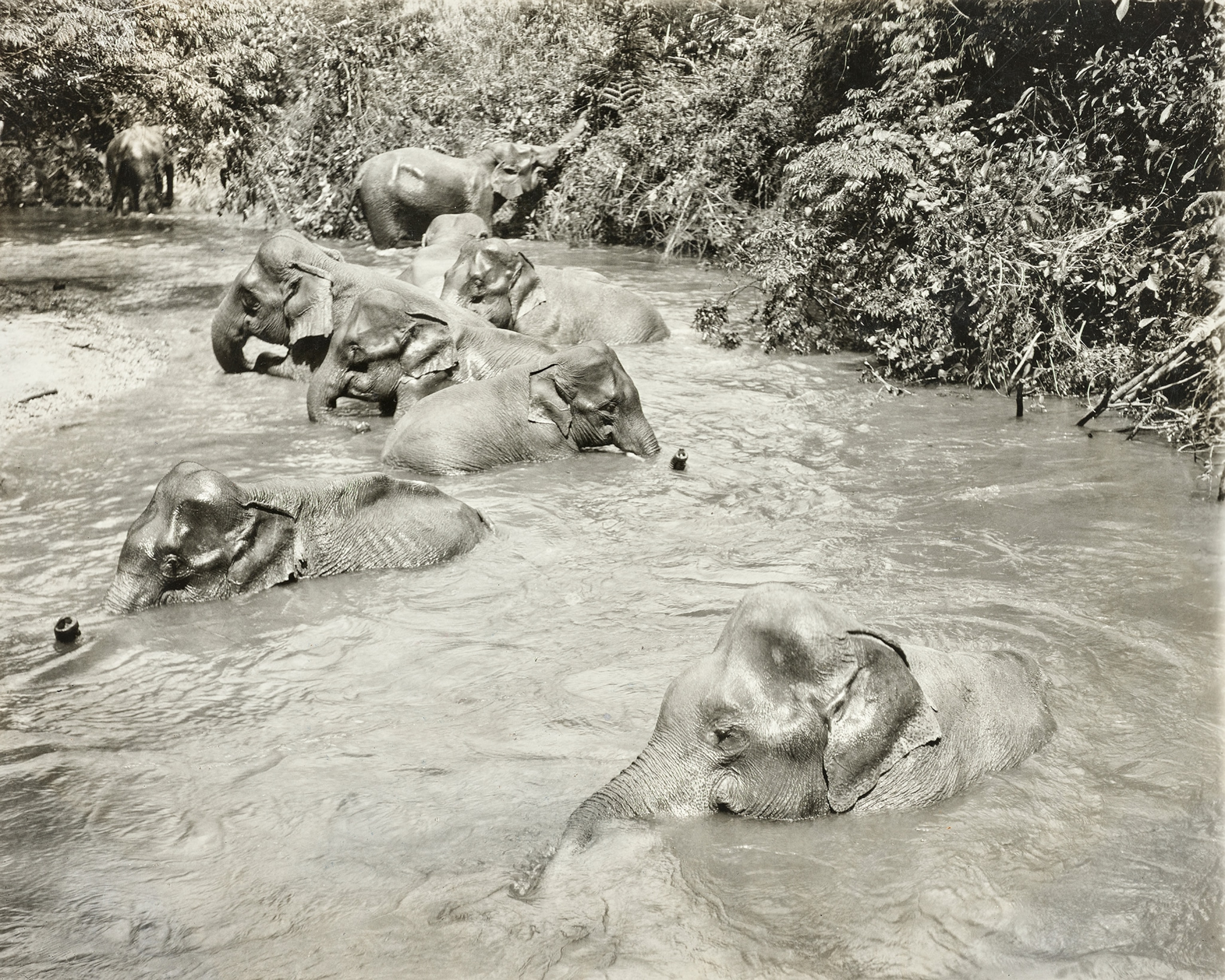 A group of elephants immersed in a river.