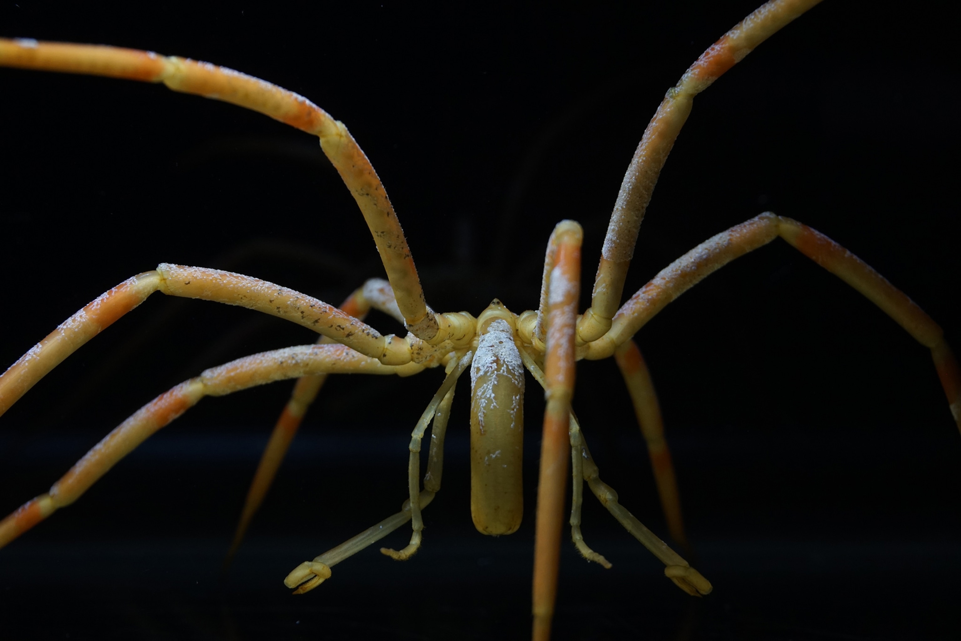 a sea spider