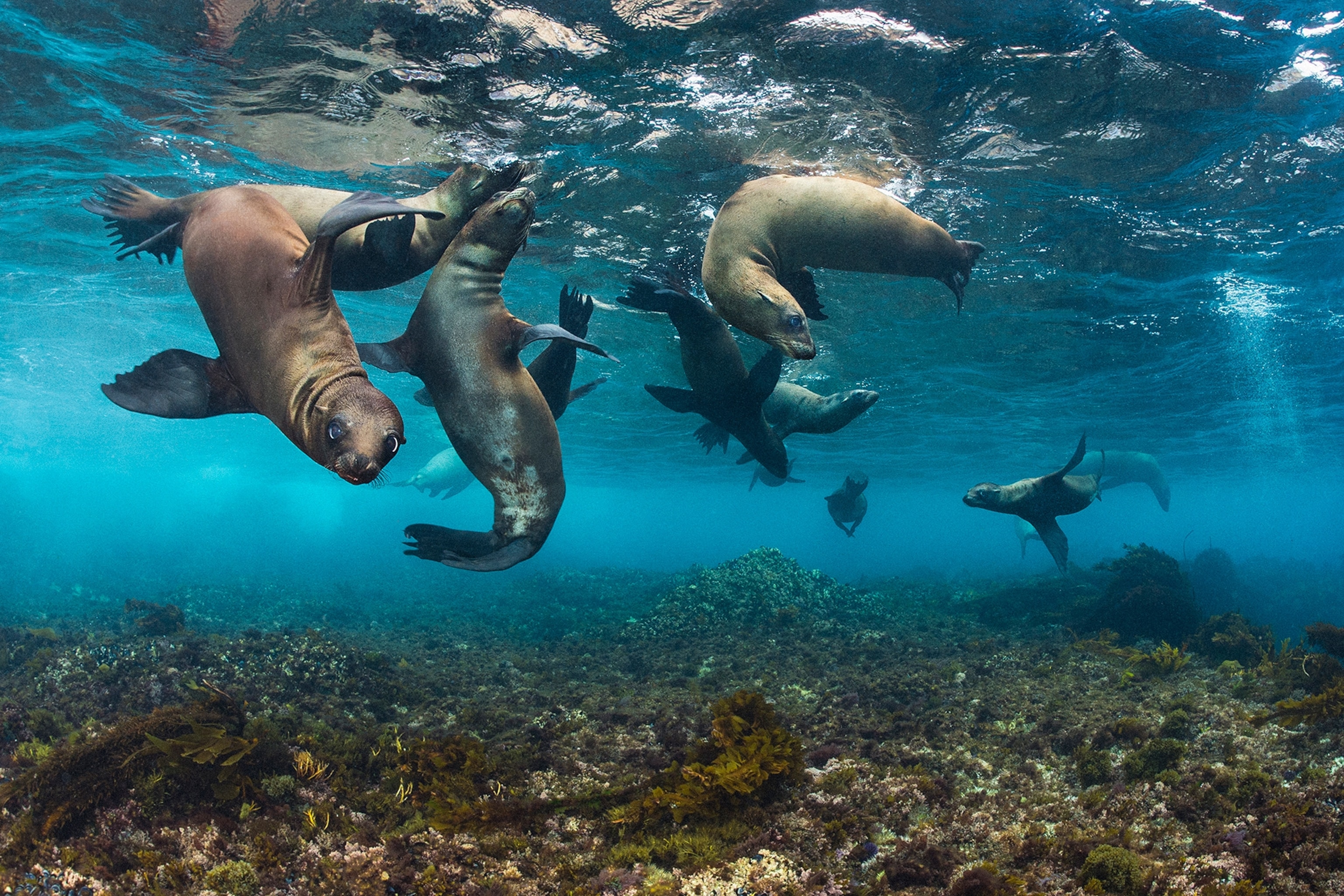 Sea lions with grey and brown pelts swim in various directions as one pears down and stares into the lens curiously.