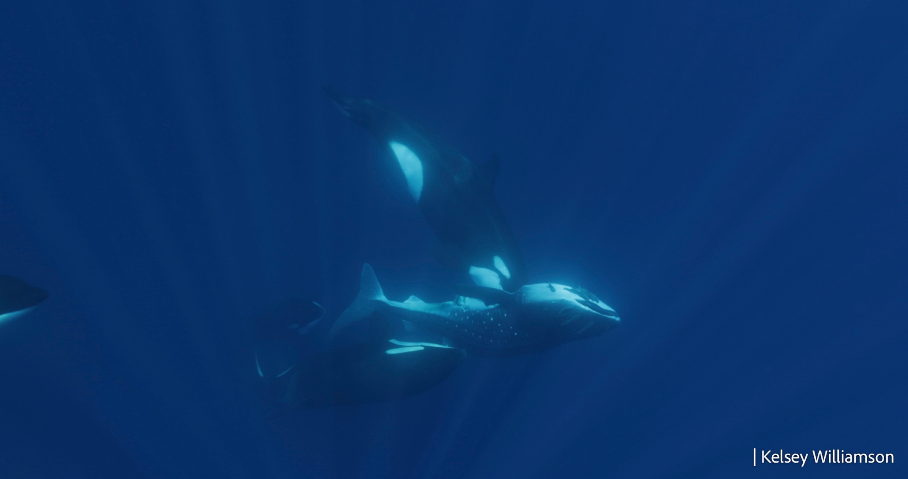 Killer whale hits the ventral side of the whale shark head-on.