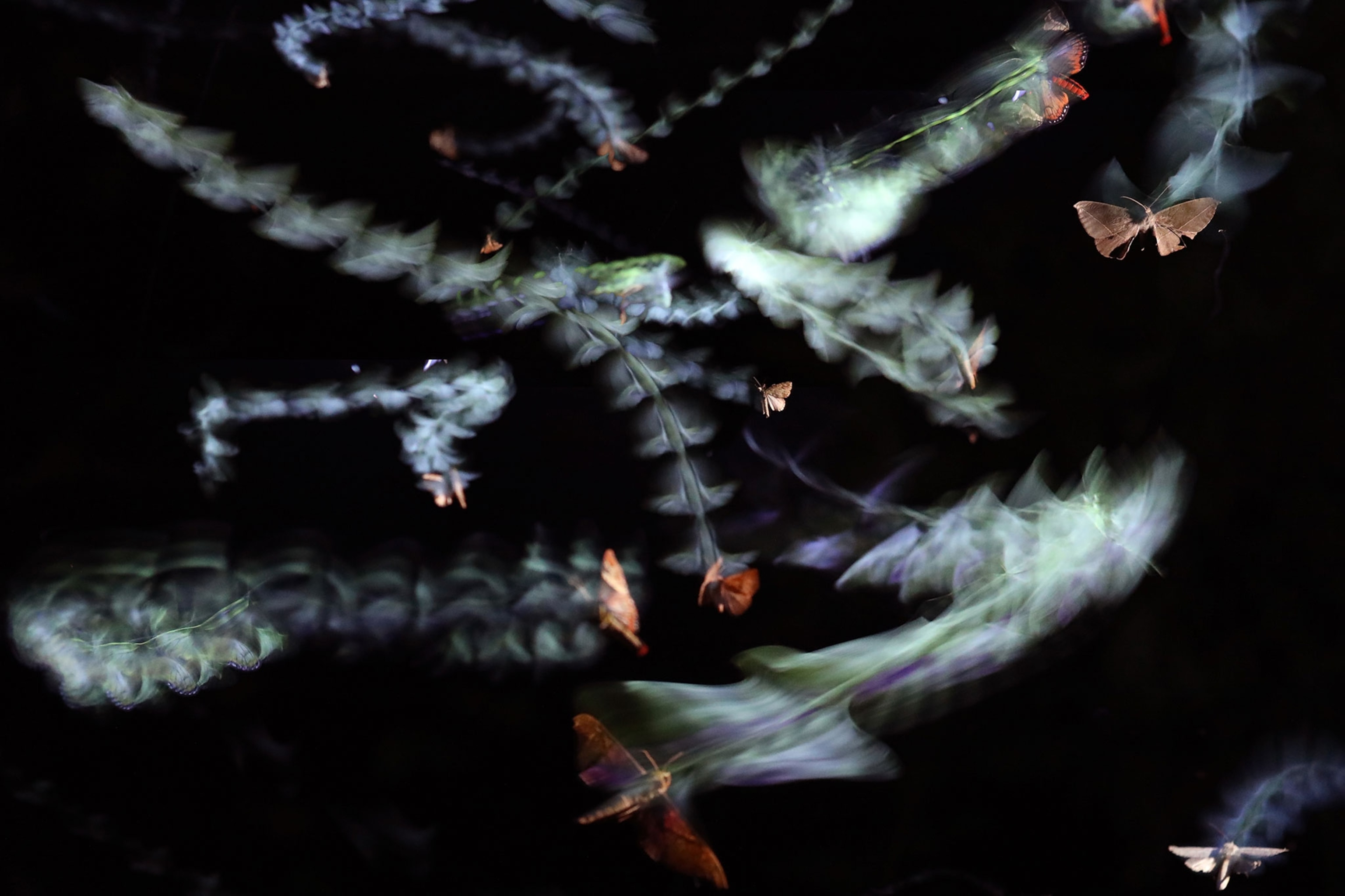 Multi-colored, wild flying insects, leave ghostly, colorful trails in front of a black background, while displaying erratic flight behaviour around a central UV light source. A composited photograph using both flash and long exposure to leave the ghostly impression of the insect flight paths.