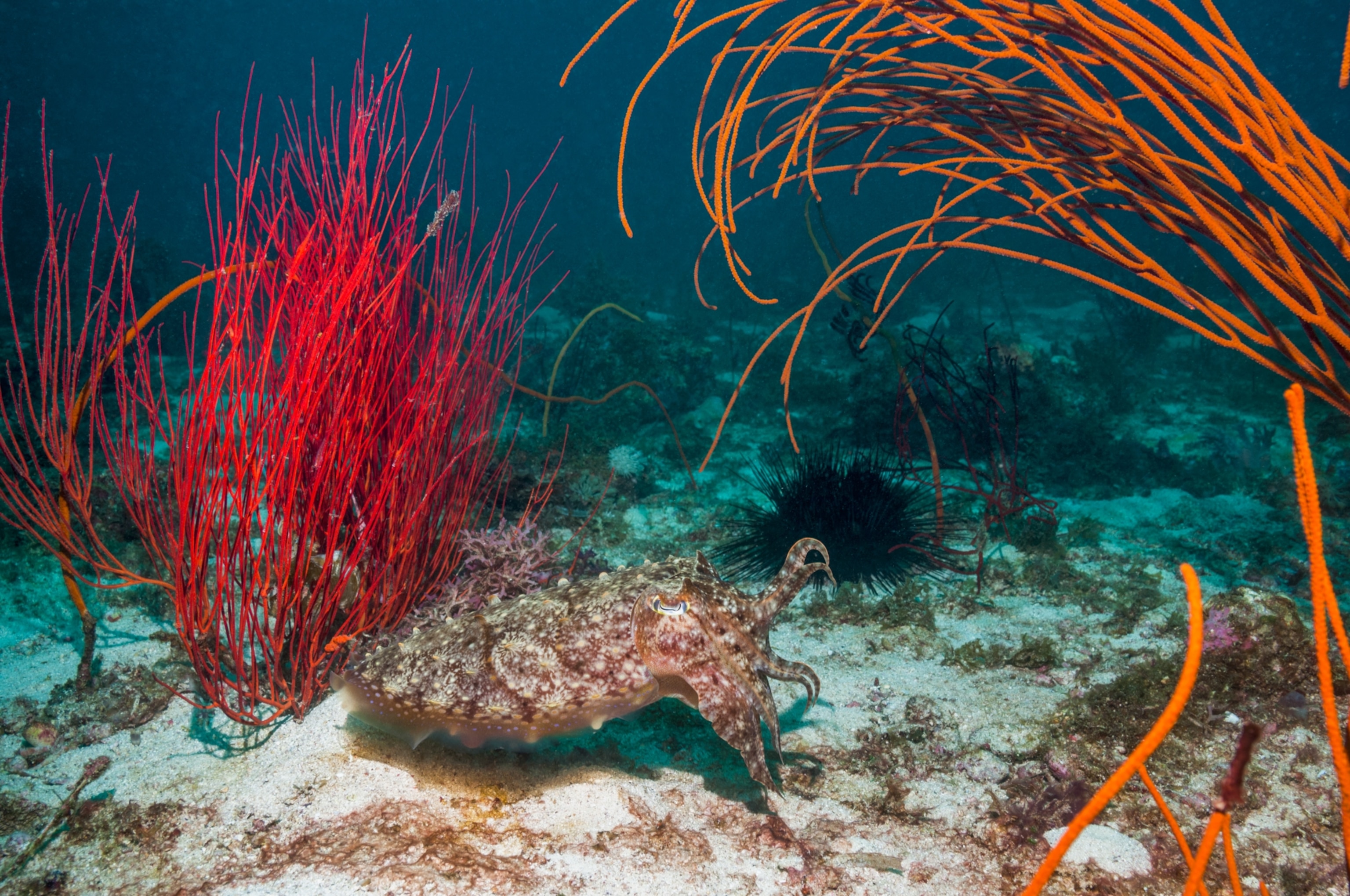 a cuttle-fish camouflaged with the floor of the ocean
