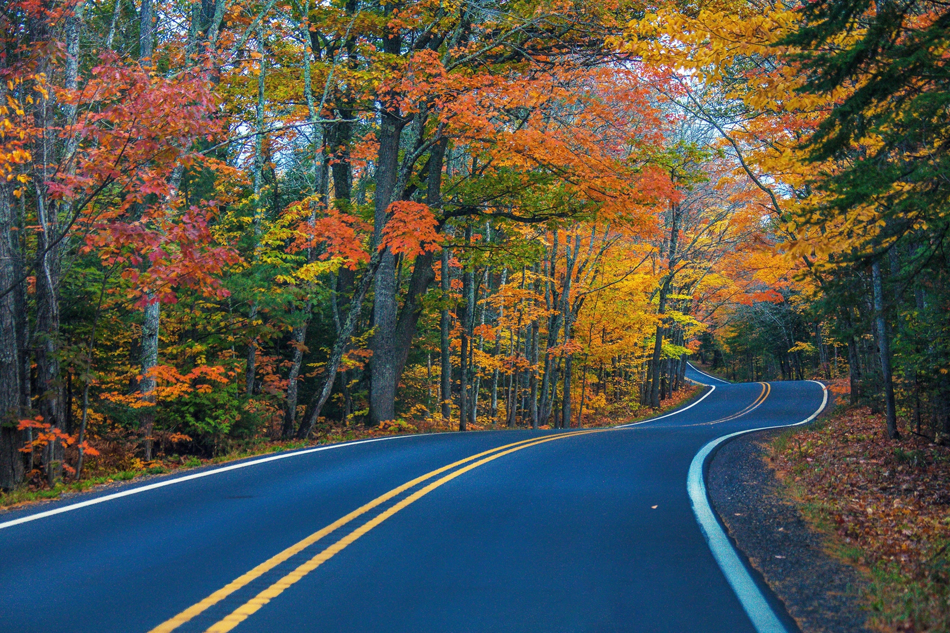 Empty road surrounded by autumn coloured trees towering over ahead