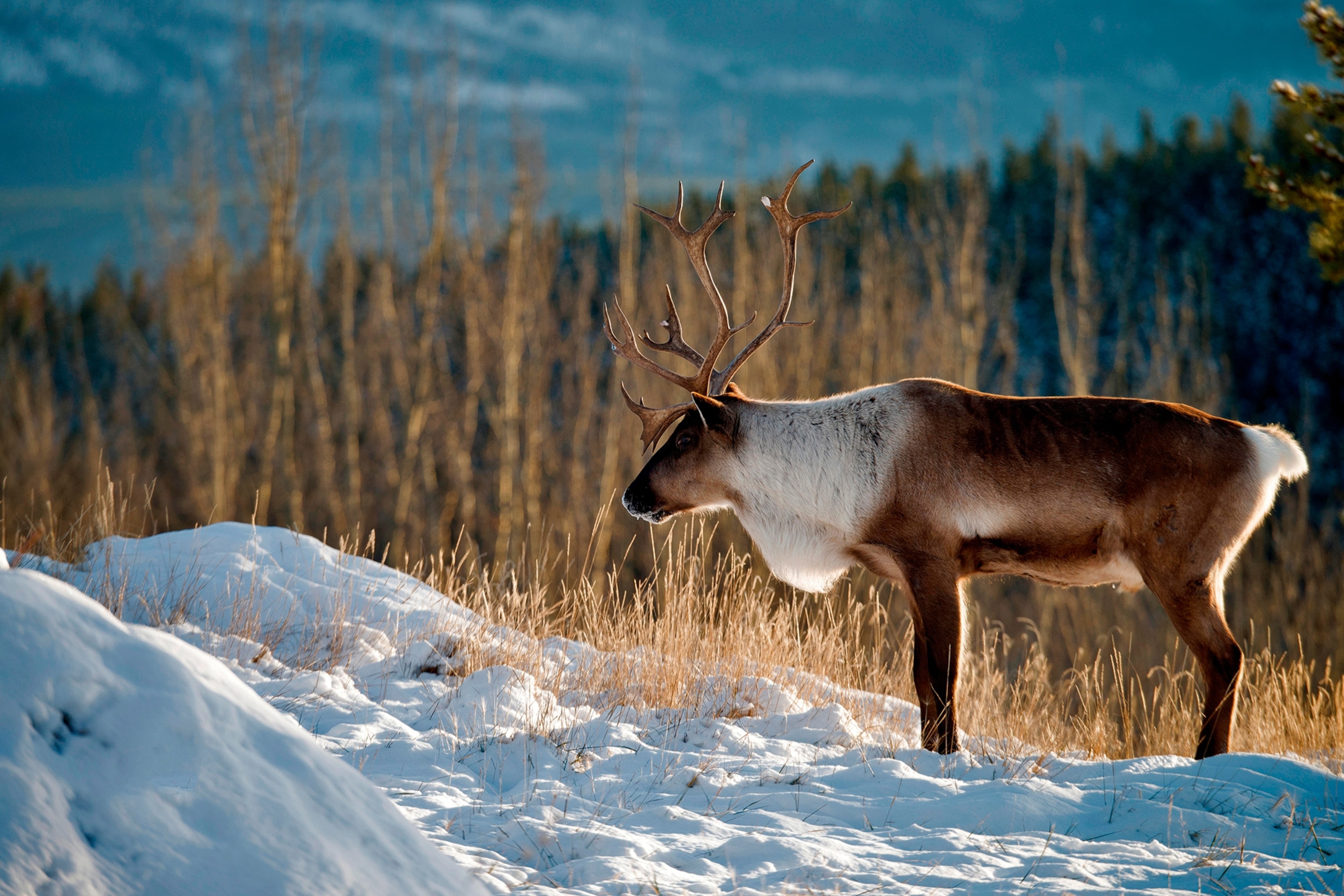 A caribou standing in the snow