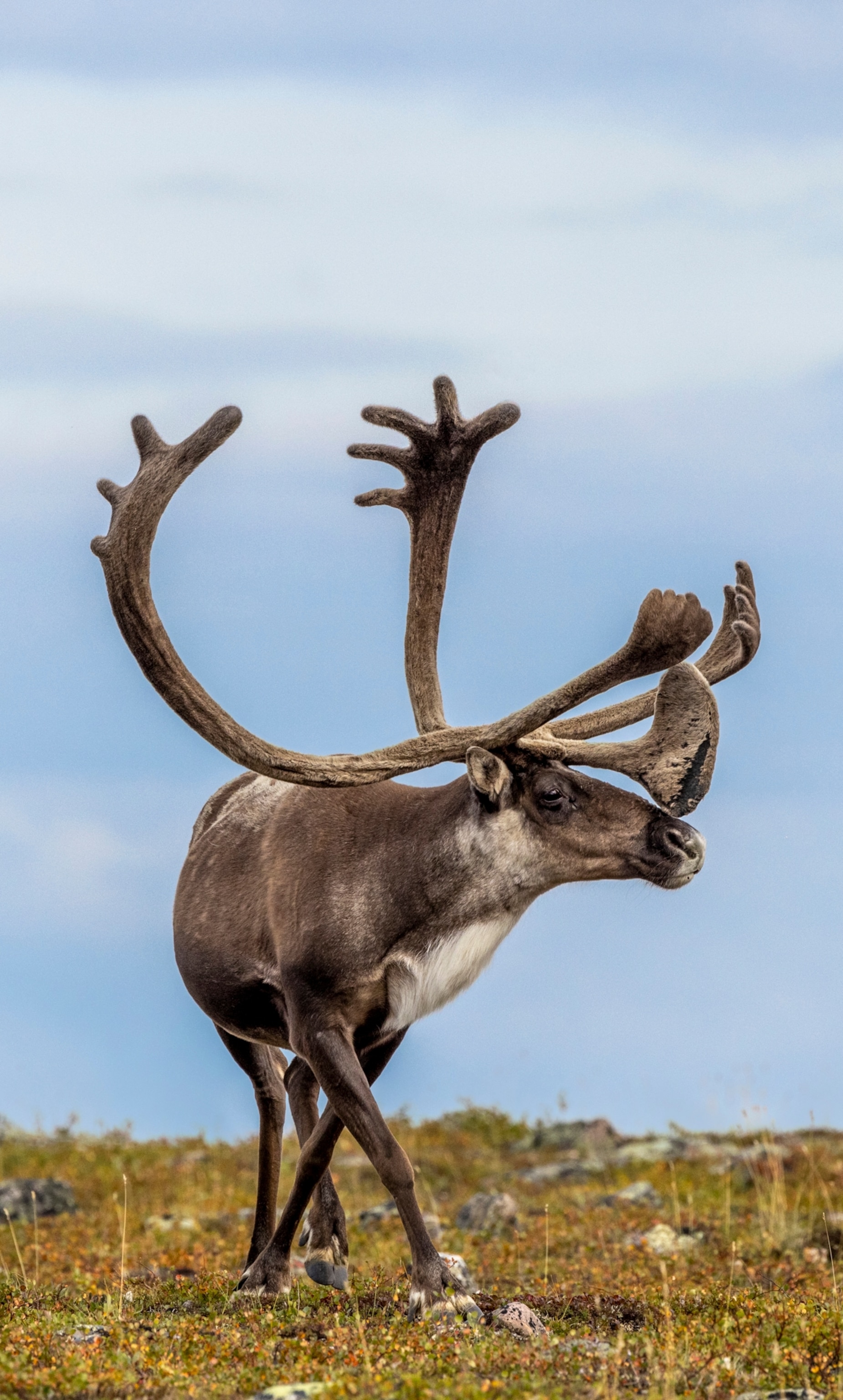 A fuzzy brown caribou standing in short grass with a huge set of fuzzy antlers points its nose to the side.