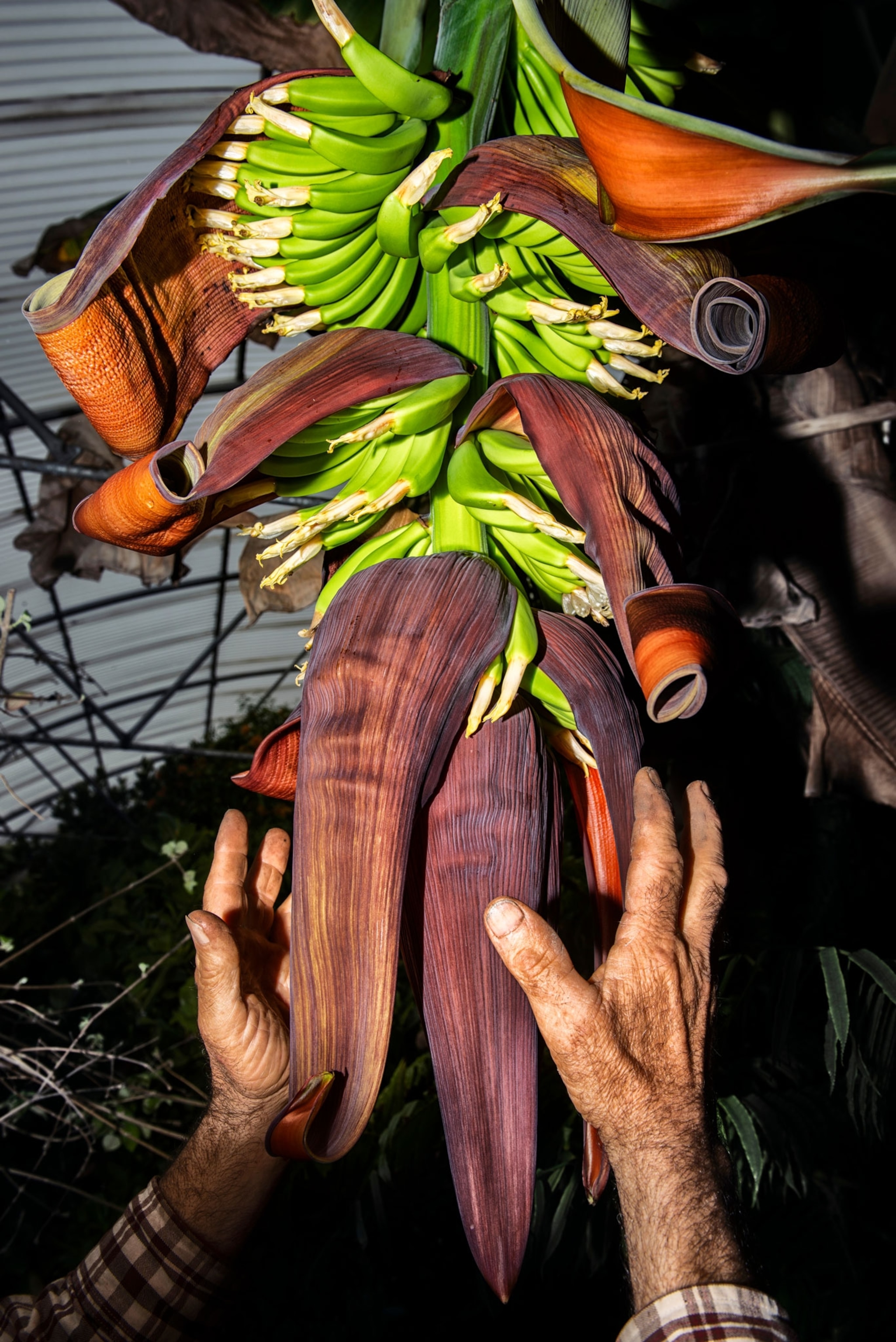 hands reach up to bananas growing in the greenhouse