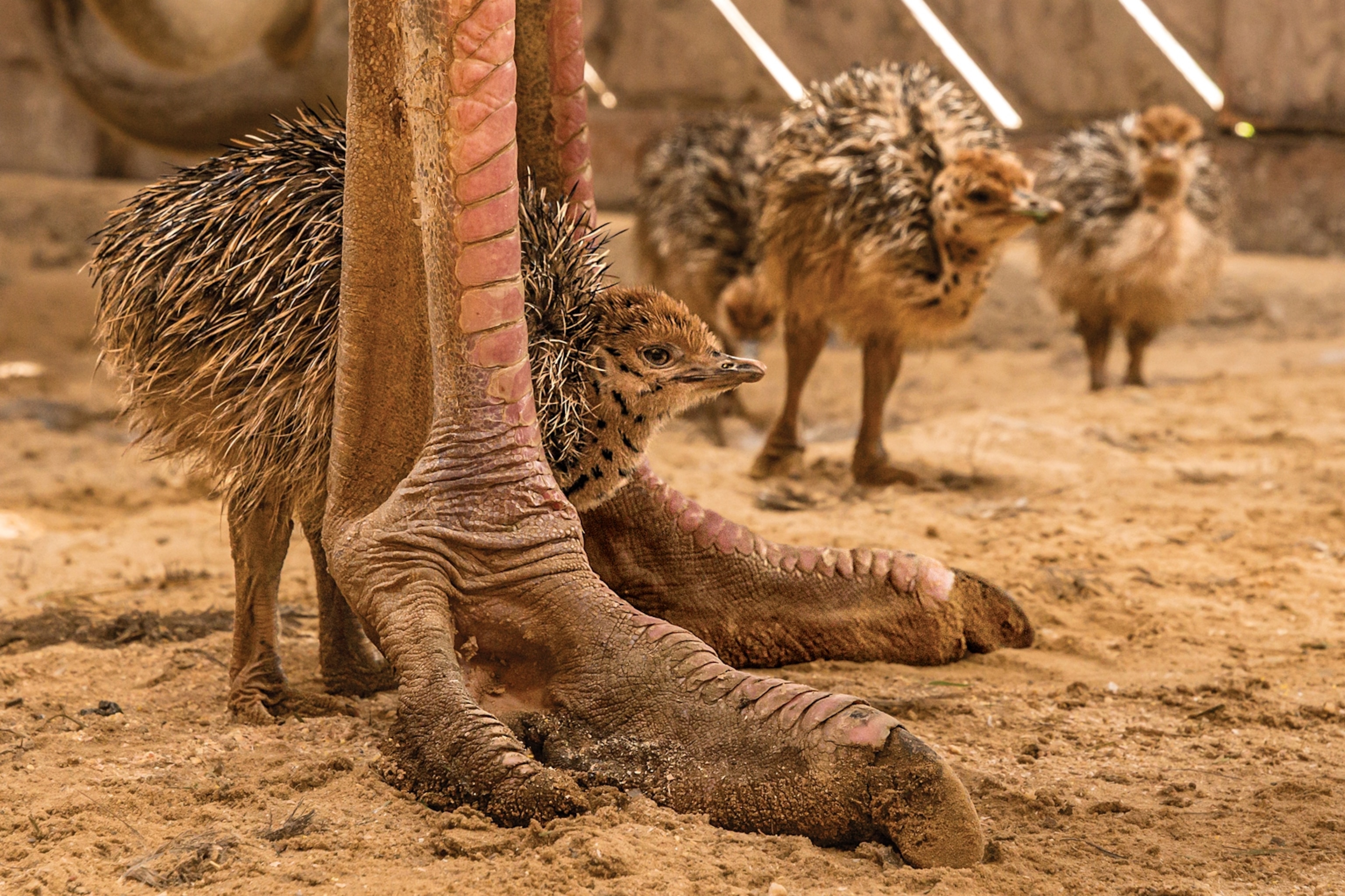 little chick between mother's feet.