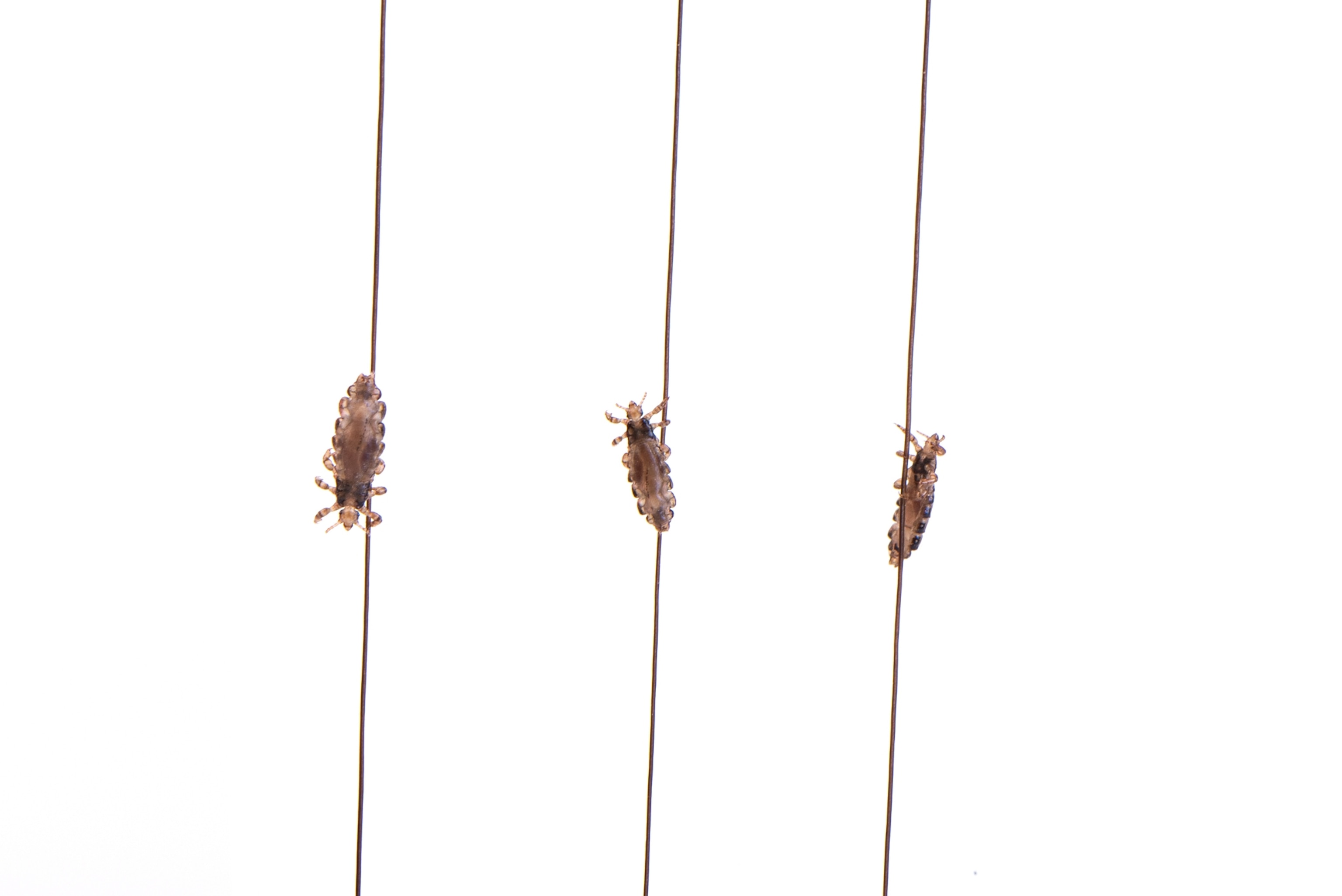 Three strands of hair are seen vertically overtop of a white background. On each strand of hair there is a head louse, which can be seen up-close due to the microscopic lens.