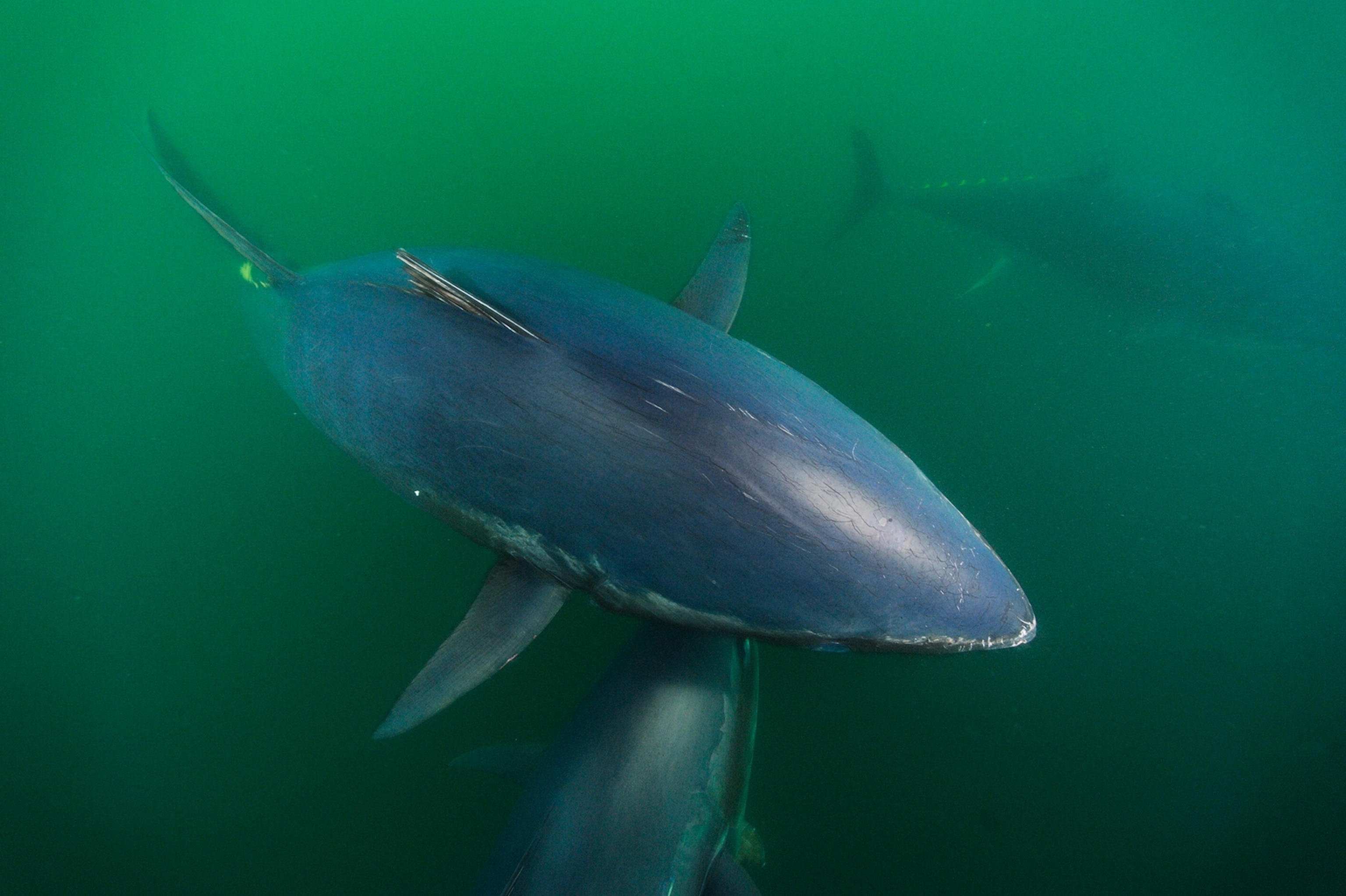 Atlantic bluefin tuna