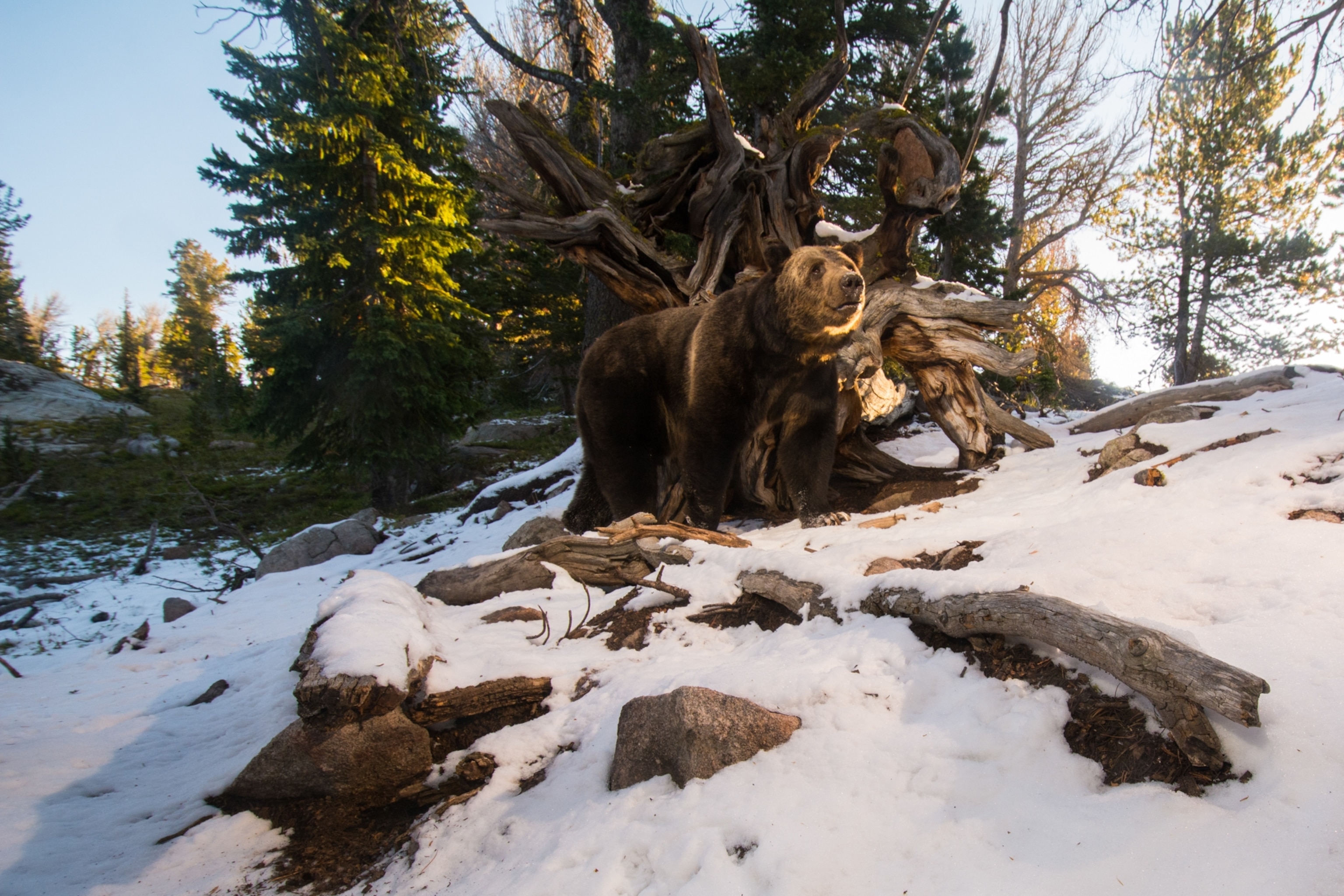 a bear walking along a snowy rocky path