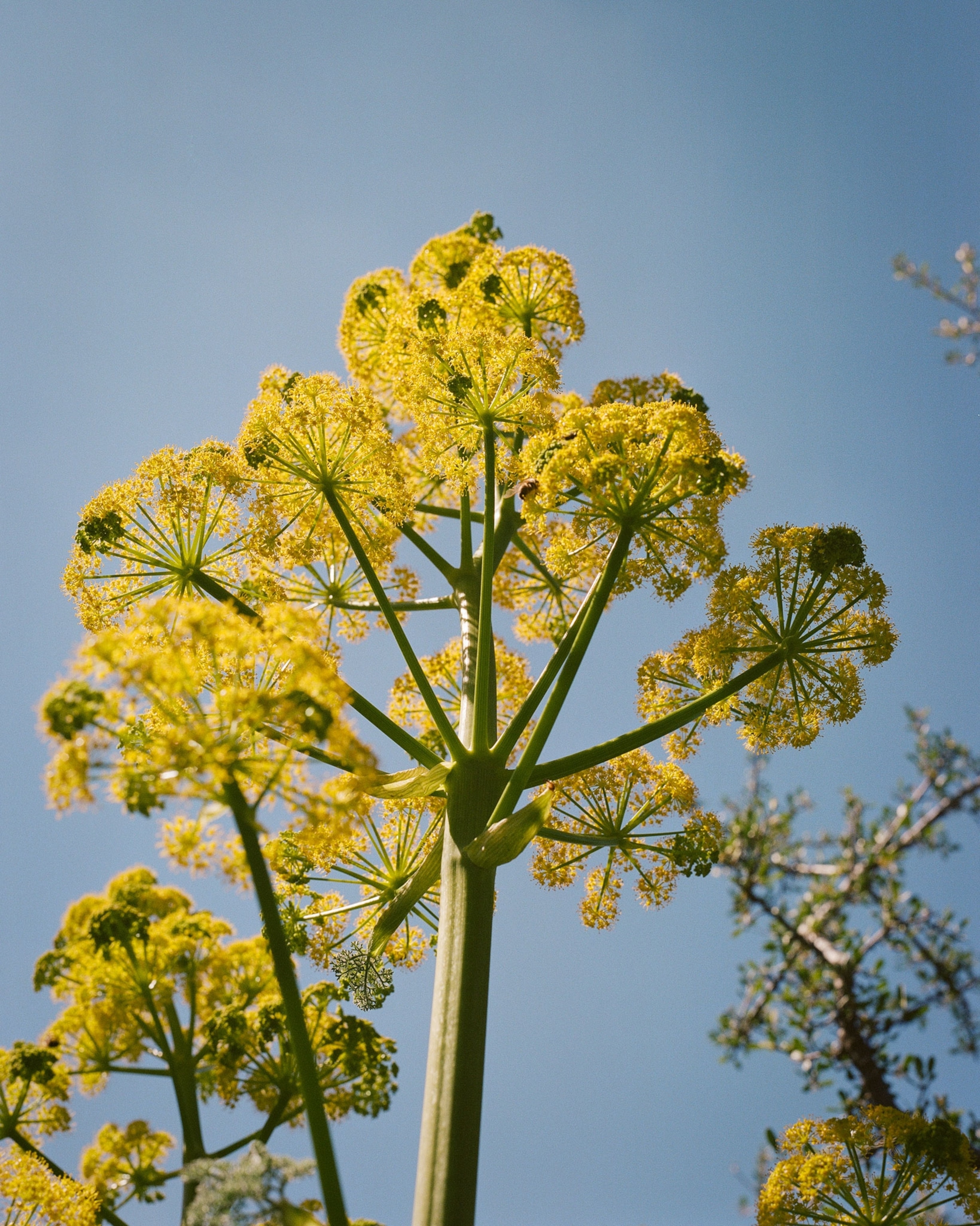 a yellow flowering plant known as ferula drudeana in Turkey