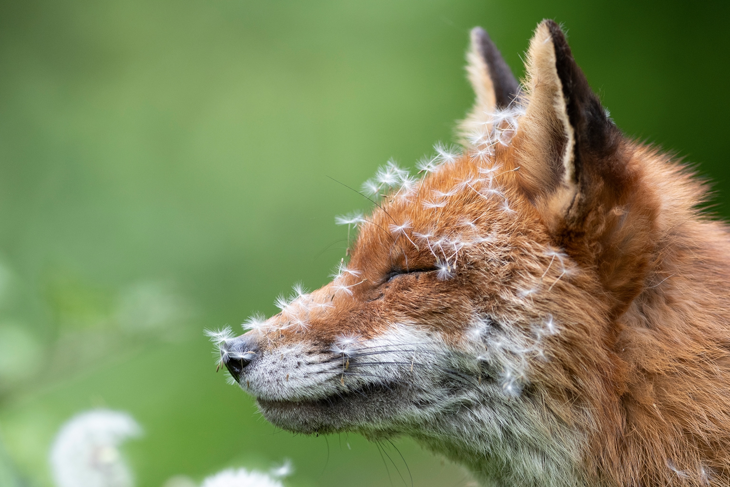 A fox pictured with dandelion seeds attached to its fur.