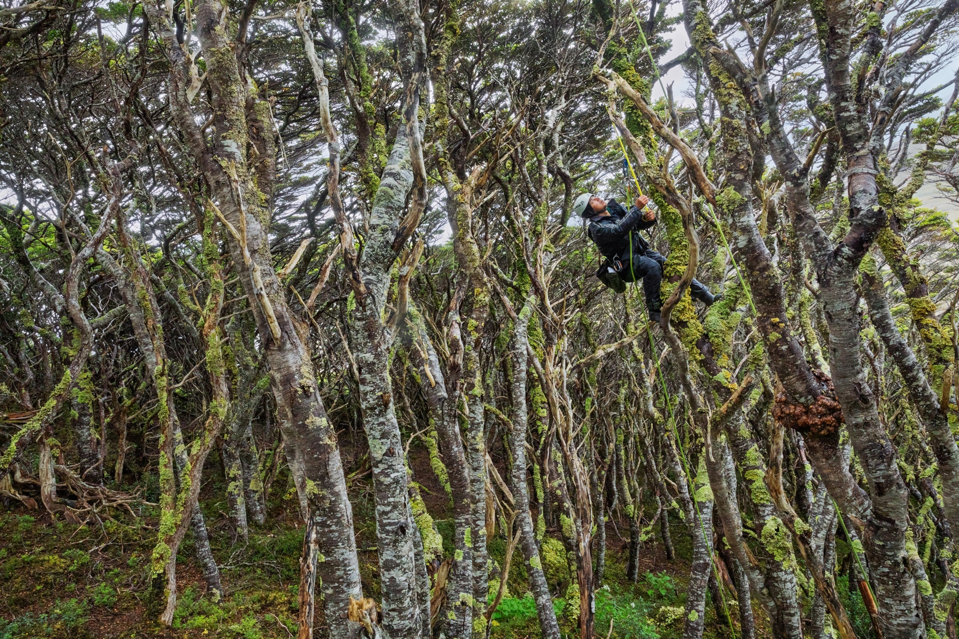 Picture of man climbing on tree.