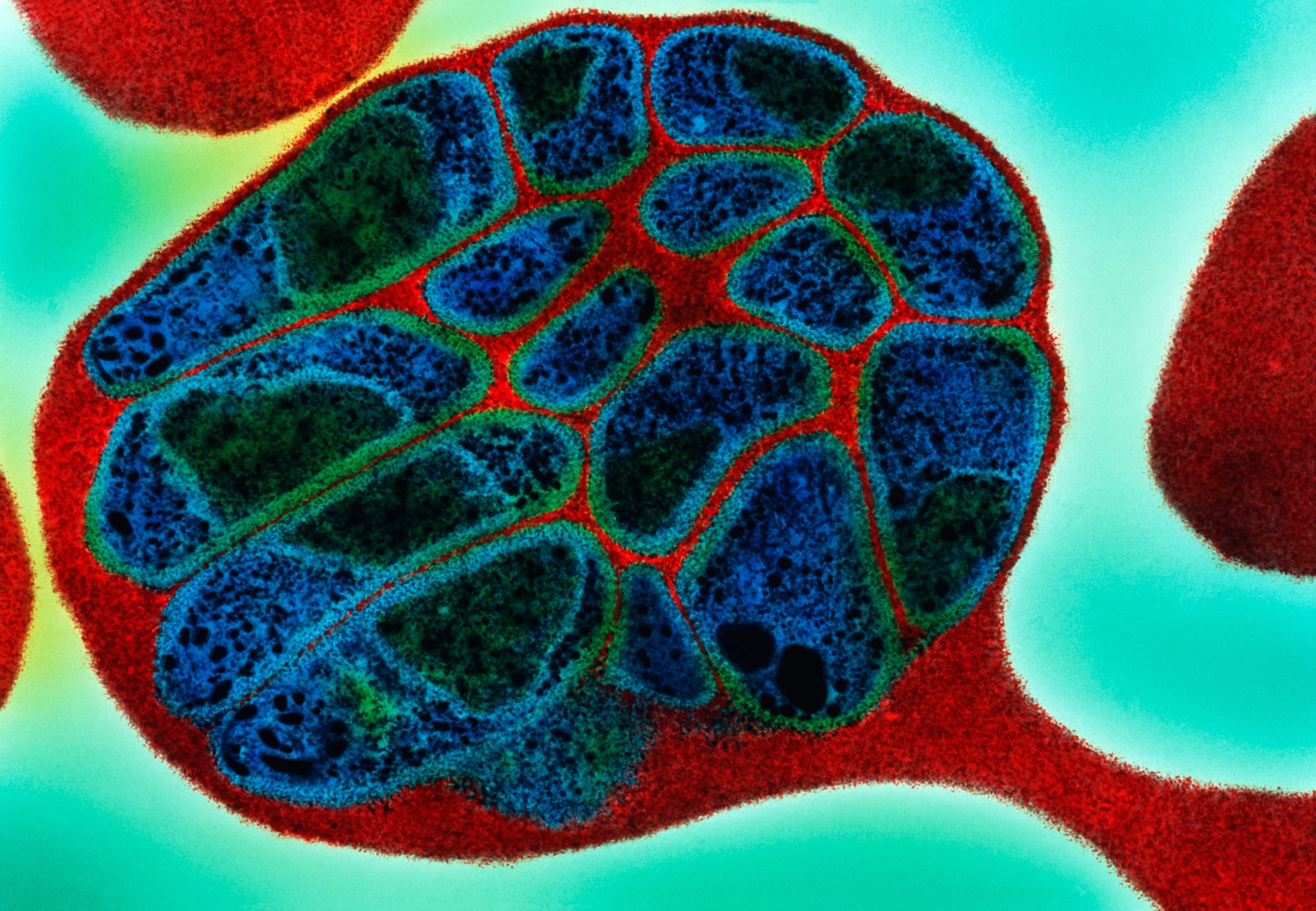 A colorized micrographic view of a red blood cell containing several round parasites