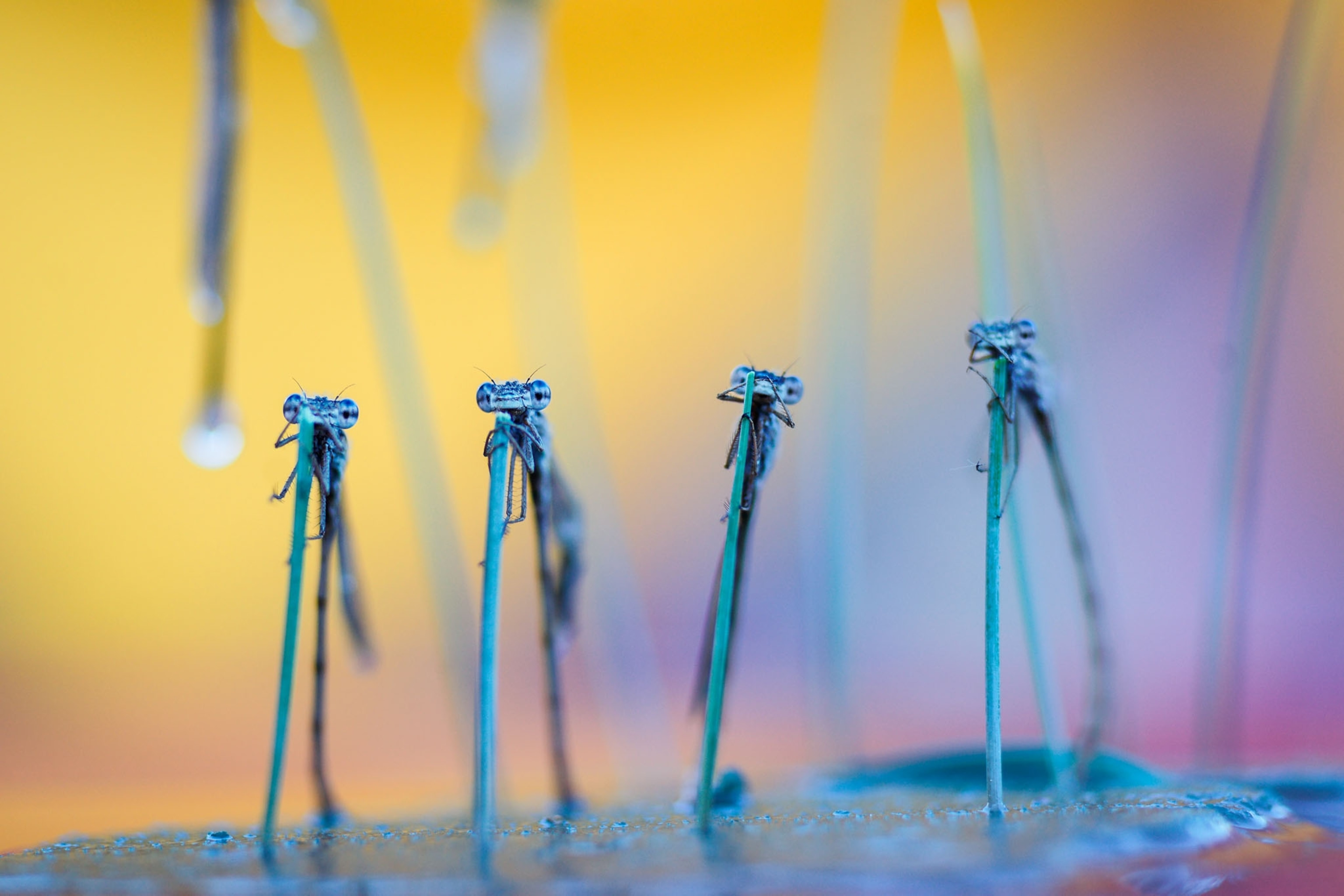 four insects in upright position on yellow and blue background