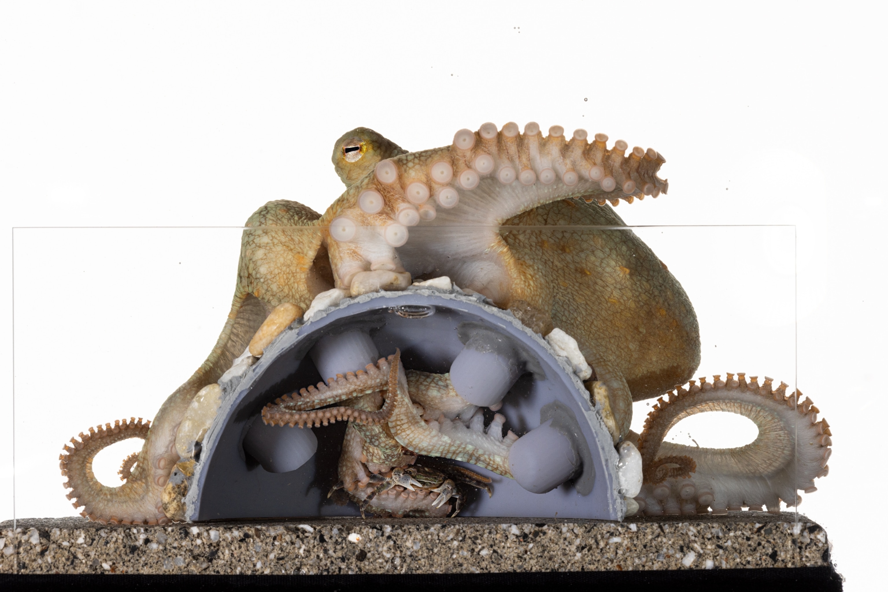 Octopus inserting his arms into dome with hidden from him objects.