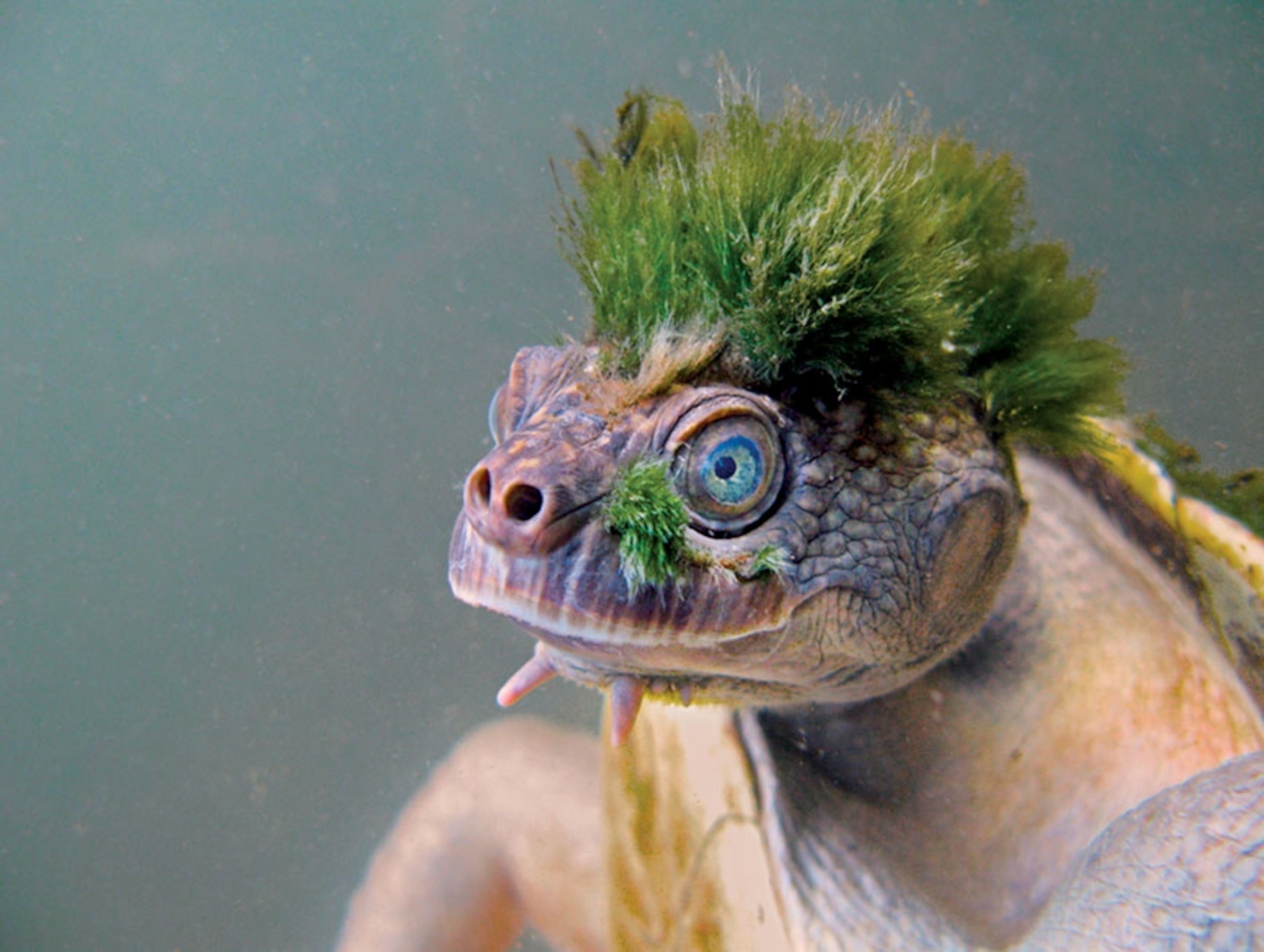 turtle's had with blue eyes and green “mohawk” hairdo.