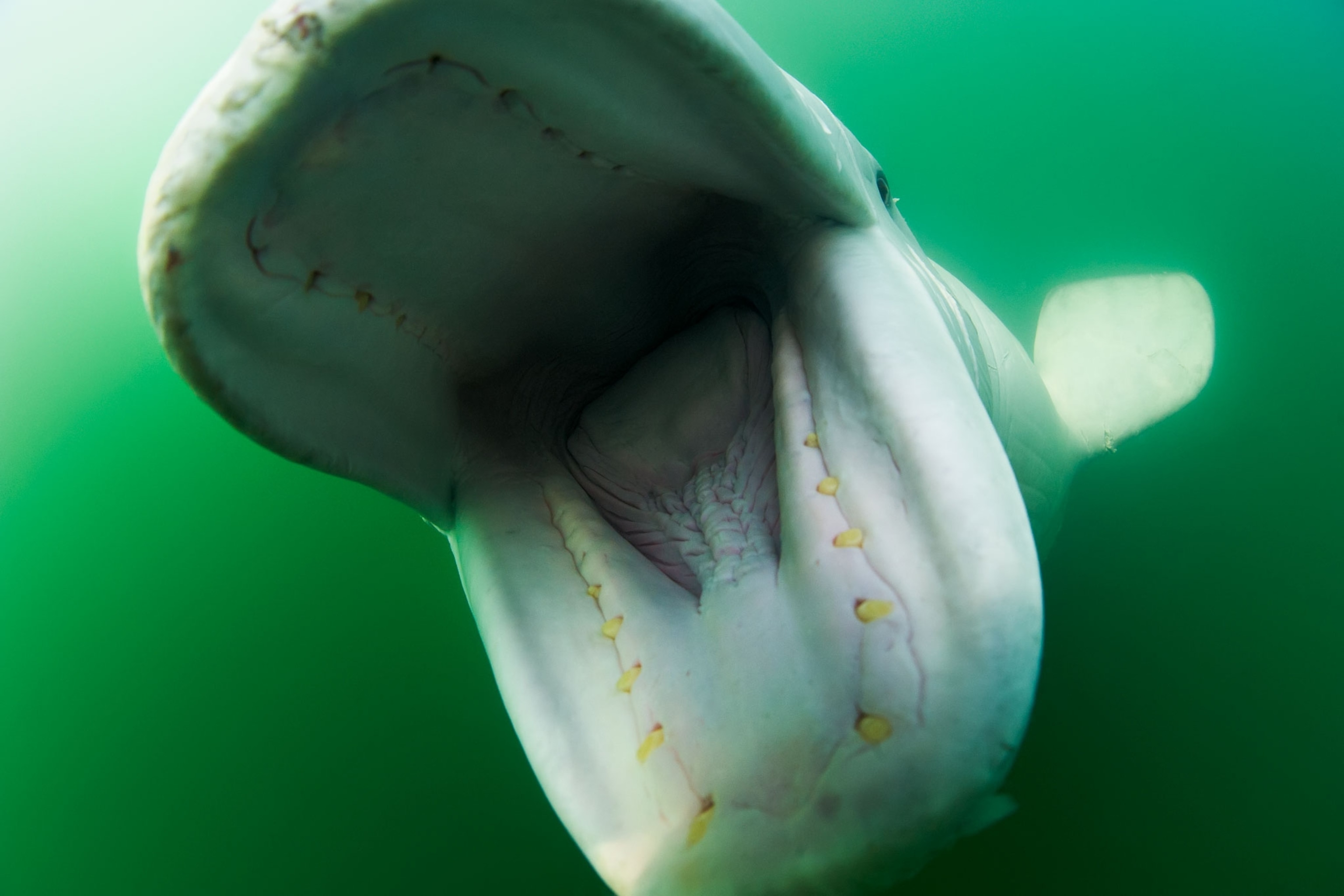 a beluga whale