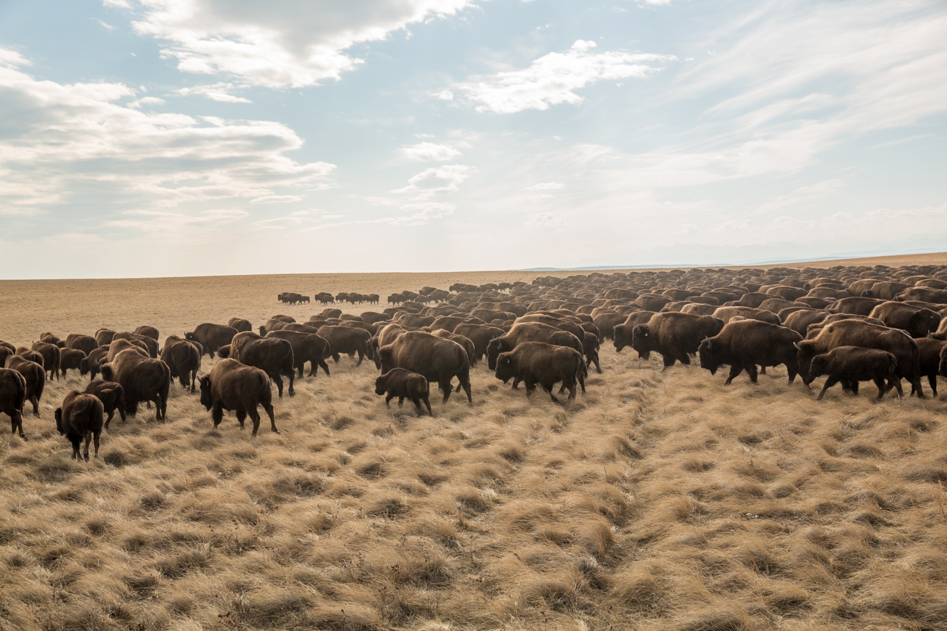 herd of bison