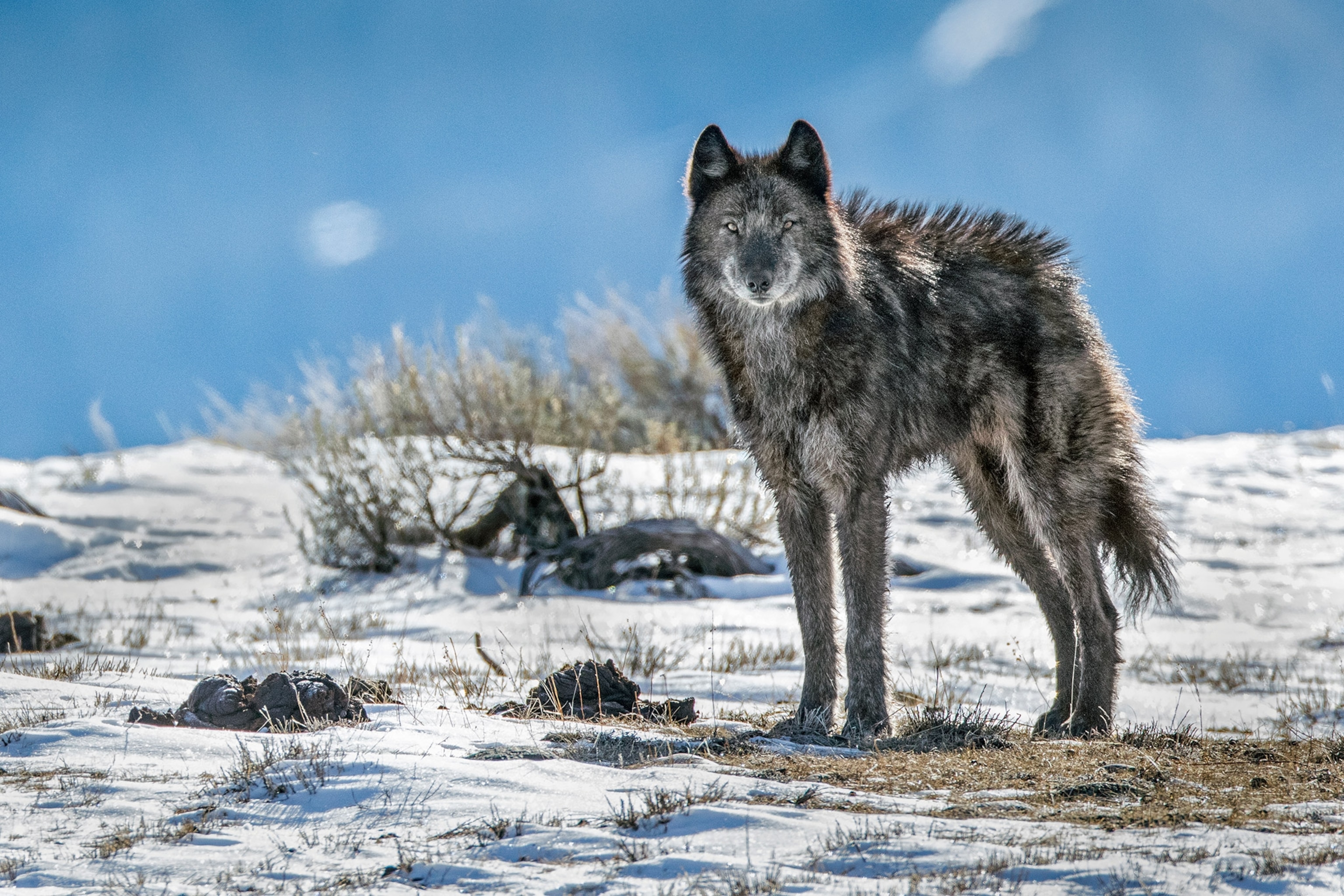 A lone member of the Phantom Springs wolf pack stands in Grand Teton National Park
