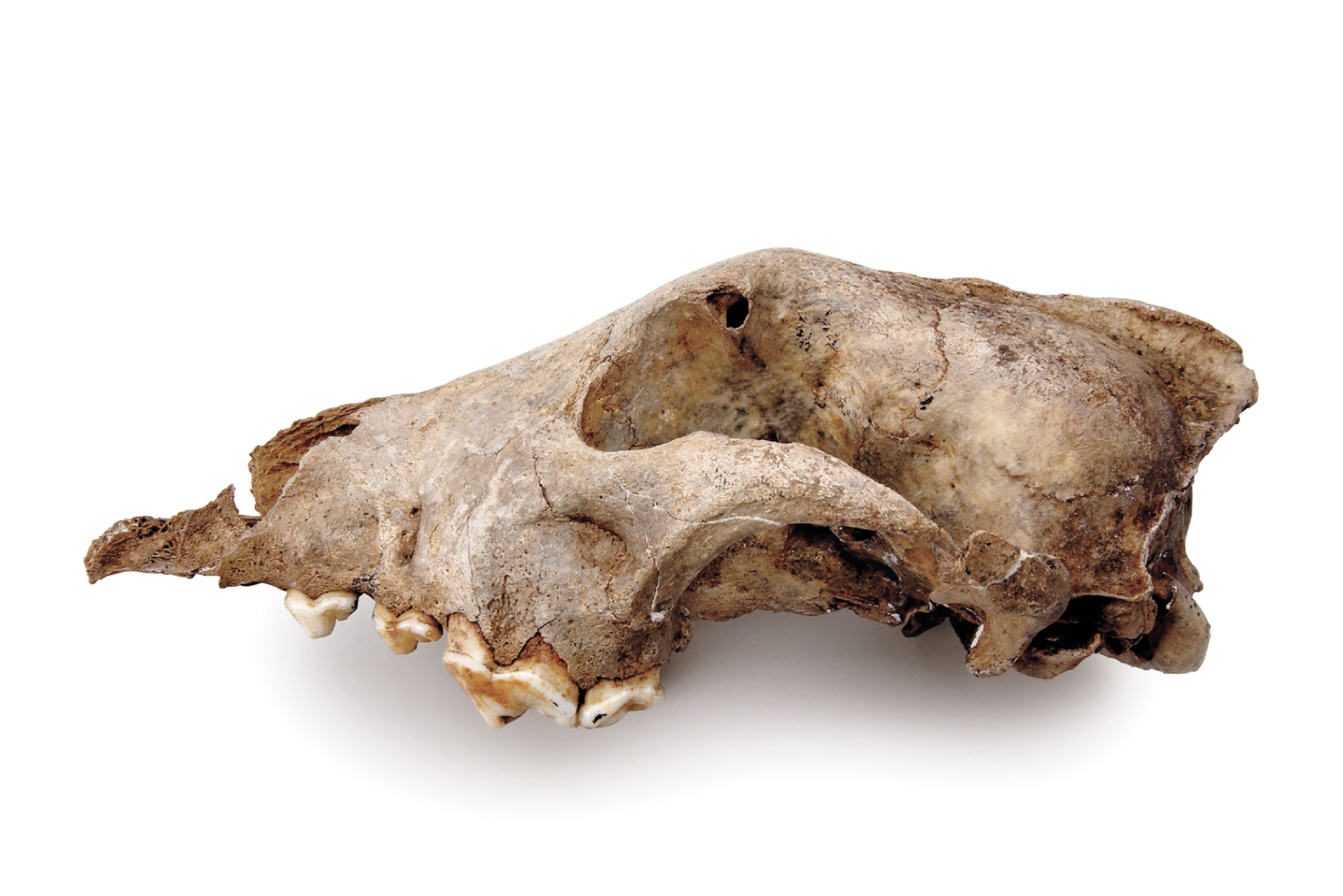 A dog skull is seen on a while background. It shows a pointy area where the nose would be, and a cavity where the eye would be. The skull is generally narrow.
