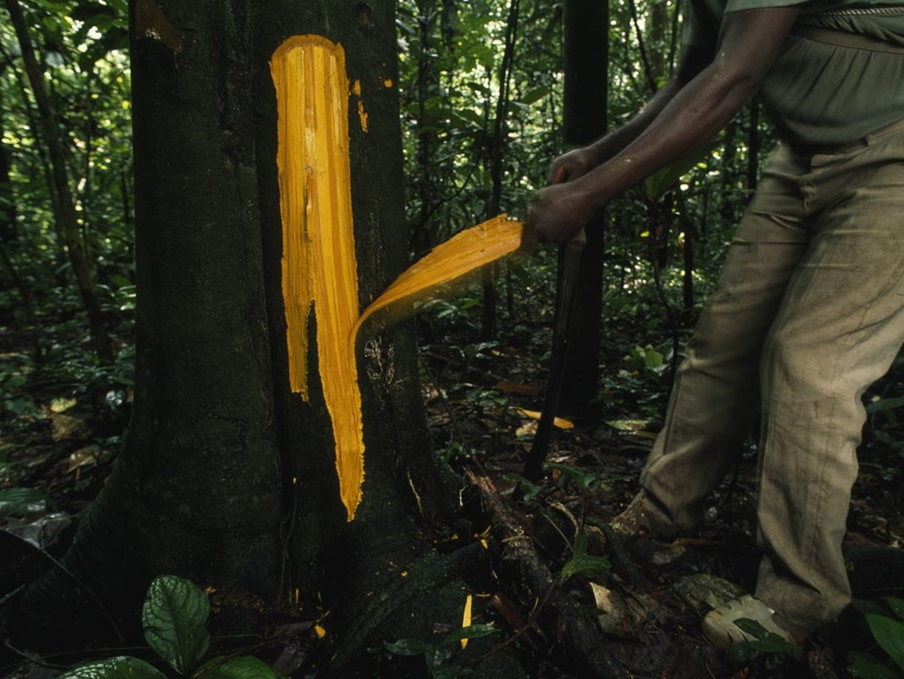 Man stripping tree bark