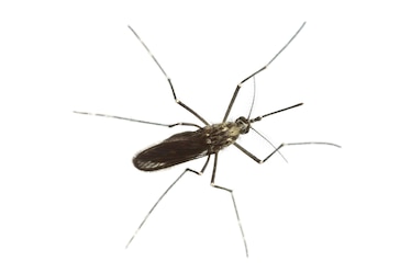 a mosquito