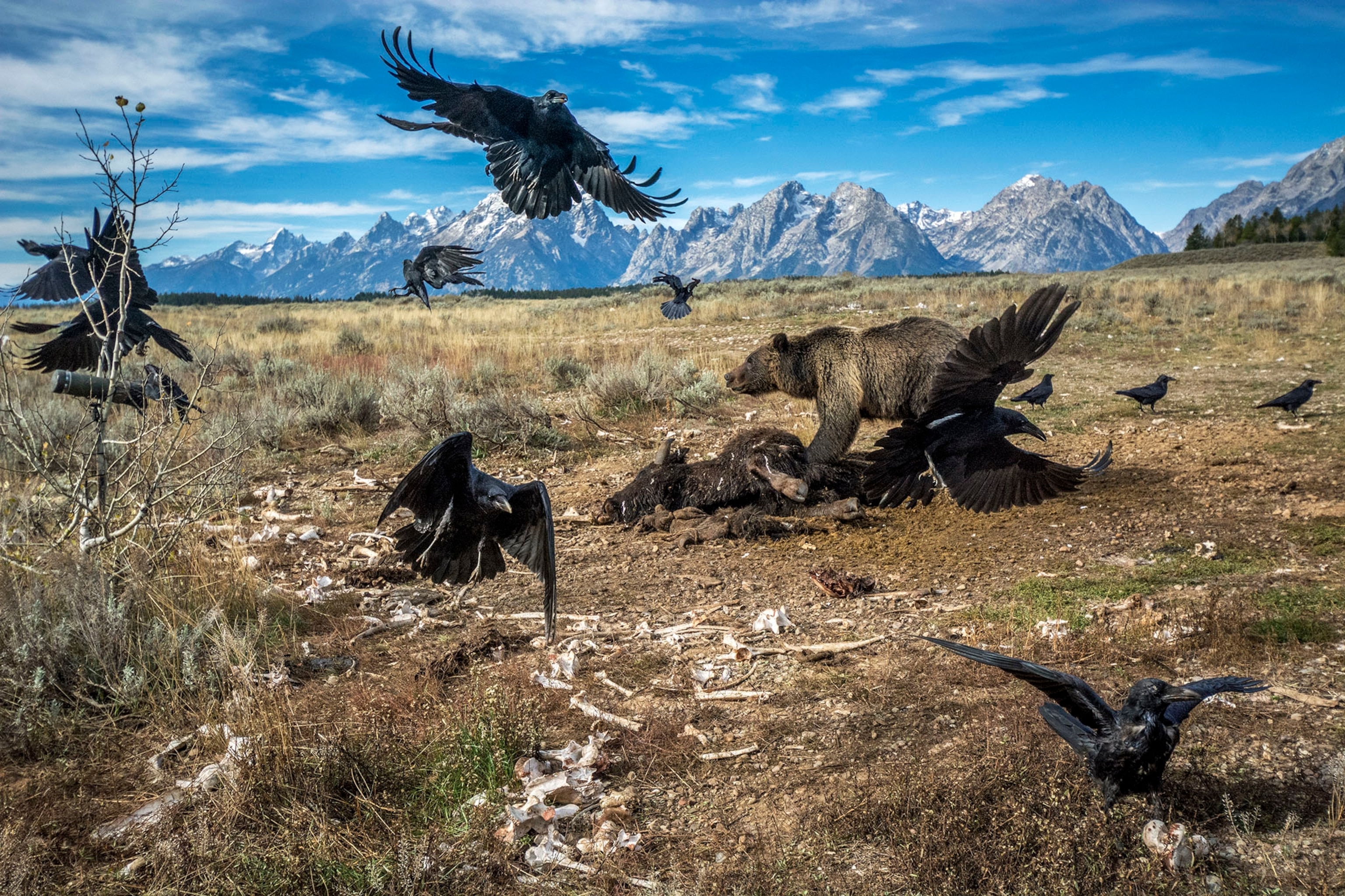 A grizzly bear fends off ravens to feed on a bison carcass with mountains in the background