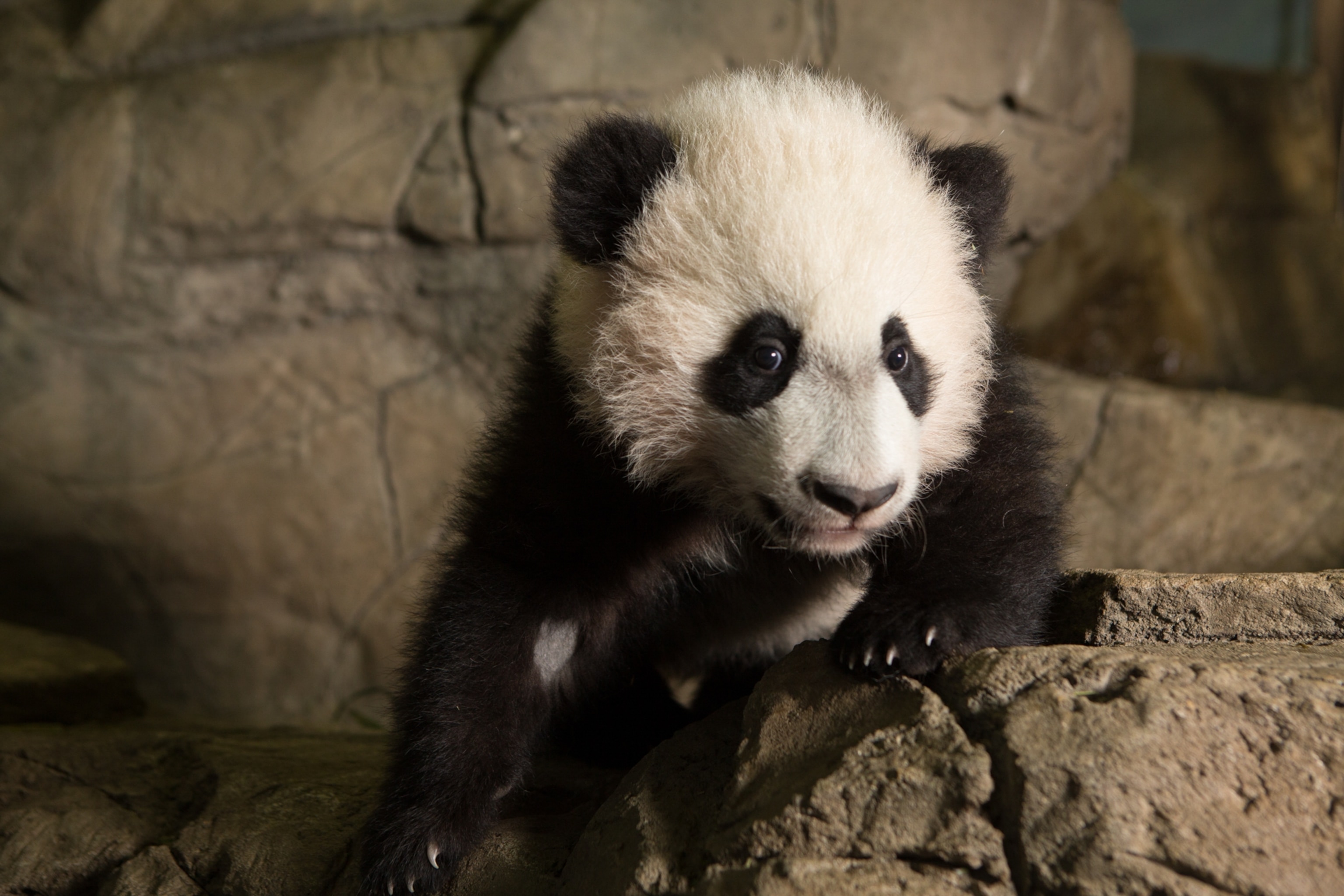 baby giant panda climbing a rock
