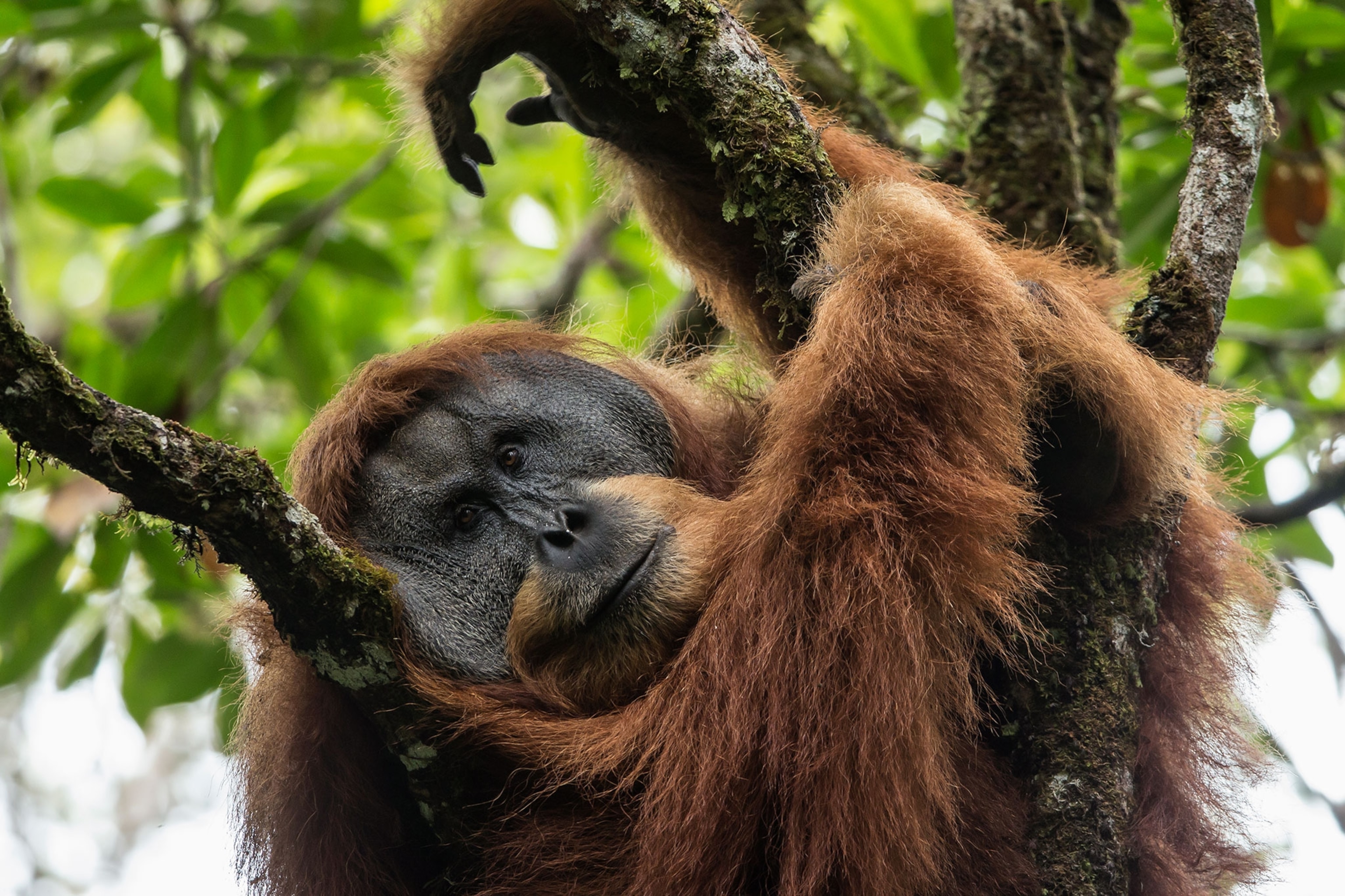 an orangutan